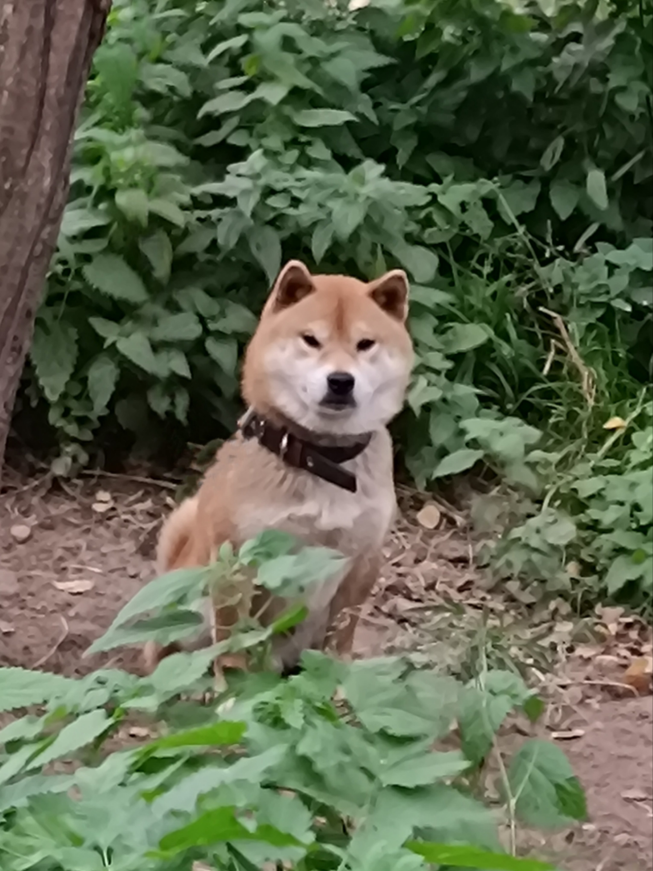 Кобель для вязки сиба Санкт-Петербург питомник Рубилайт Rubylight Тор * Exceligmos Victor сиба щенки