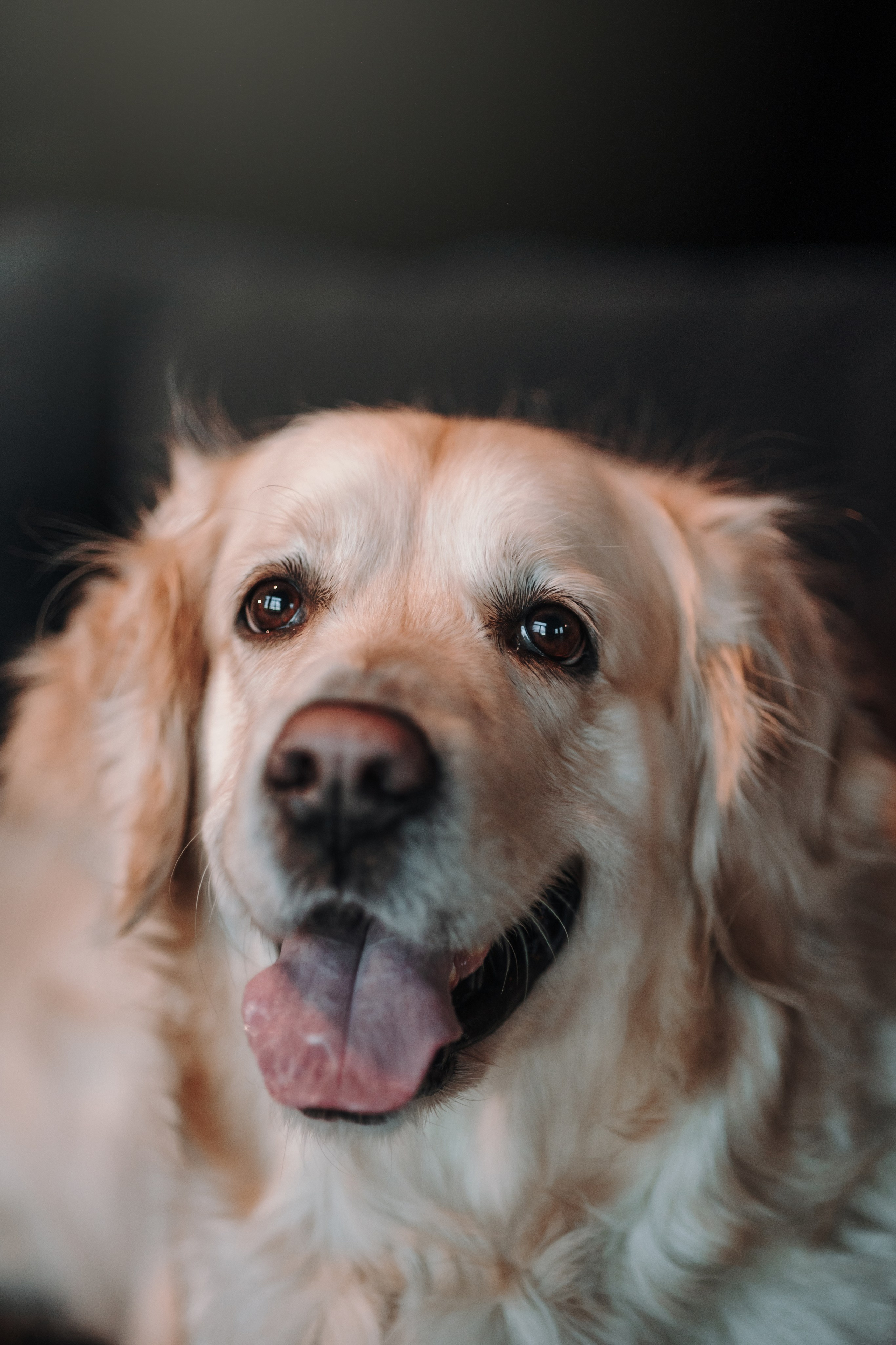 Вика и Рози. Фотограф — Анималист | Санкт-Петербург