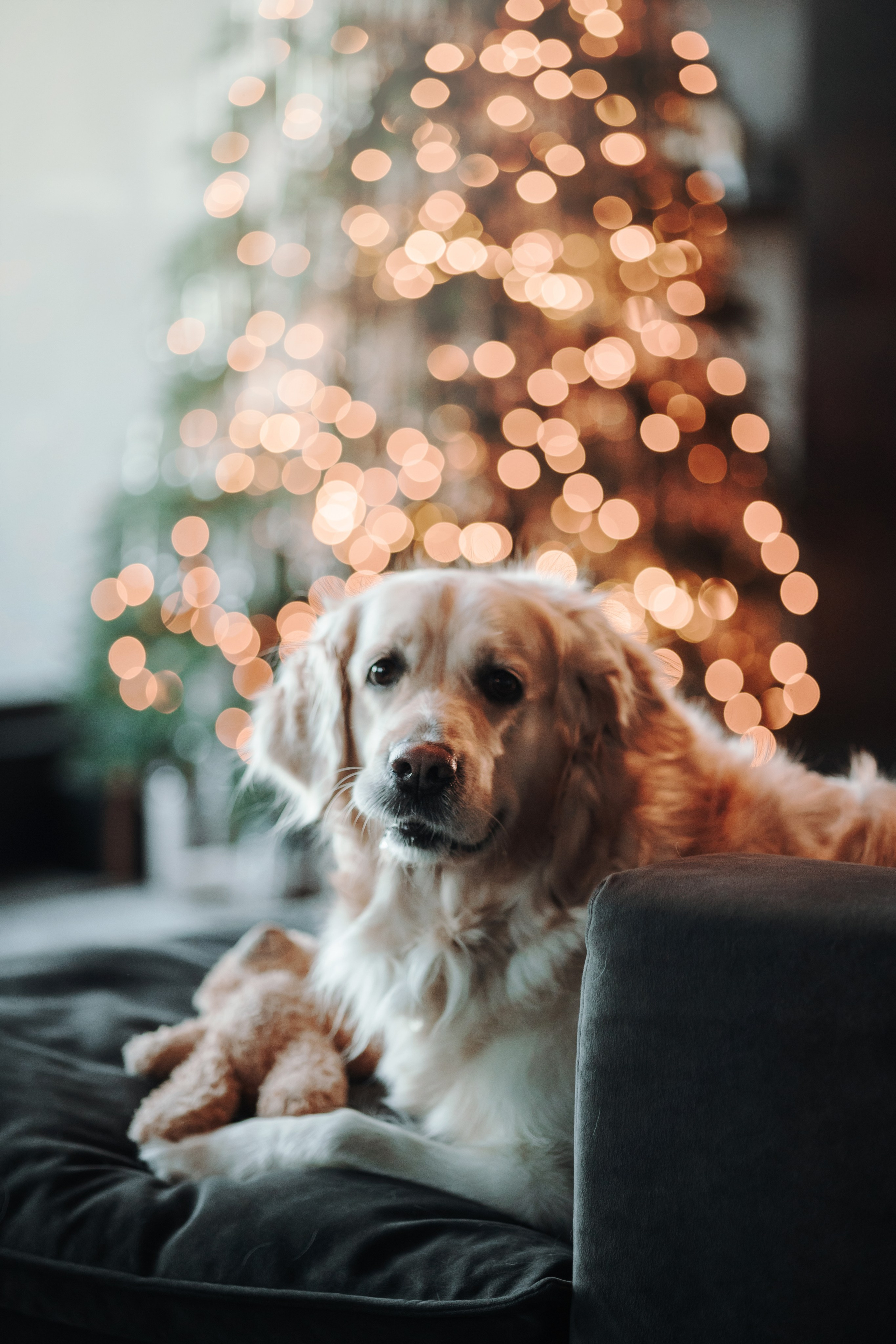 Вика и Рози. Фотограф — Анималист | Санкт-Петербург