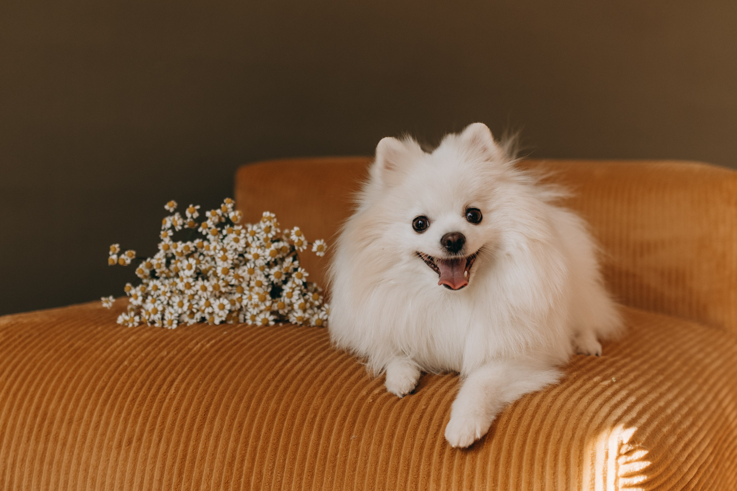 Джесси и ее семья. Фотограф — Анималист | Санкт-Петербург