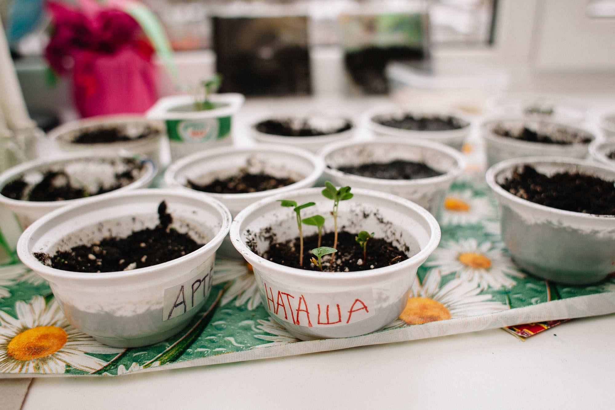 Ивушка. Семейный и свадебный фотограф в Майкопе Михаил Мартиросян