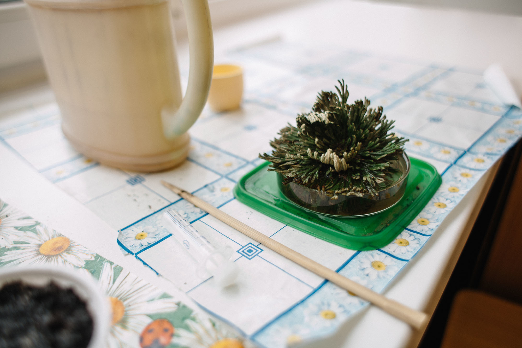 Ивушка. Семейный и свадебный фотограф в Майкопе Михаил Мартиросян