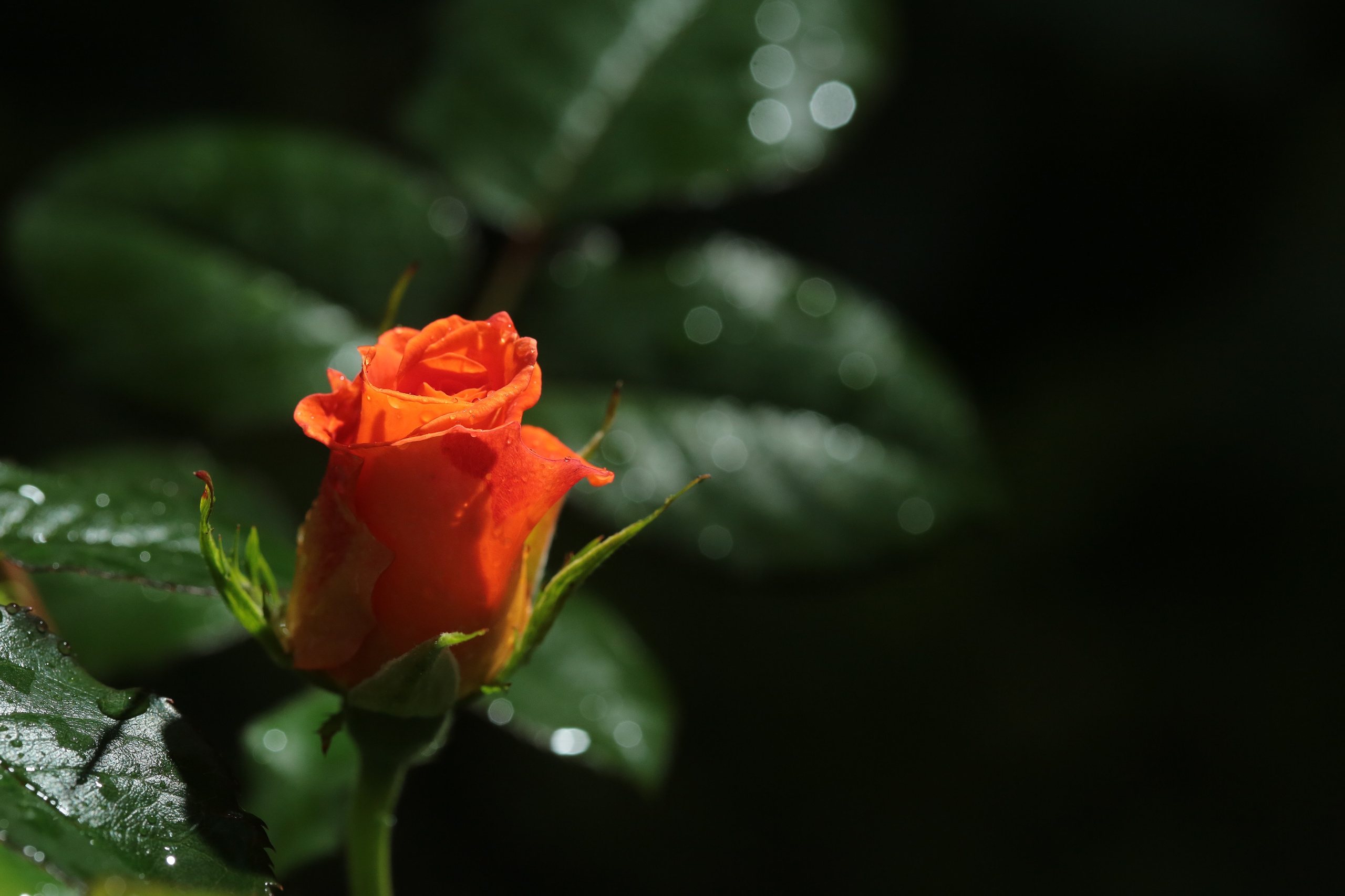 Фото Цветов. Студия Максима Белослюдцева