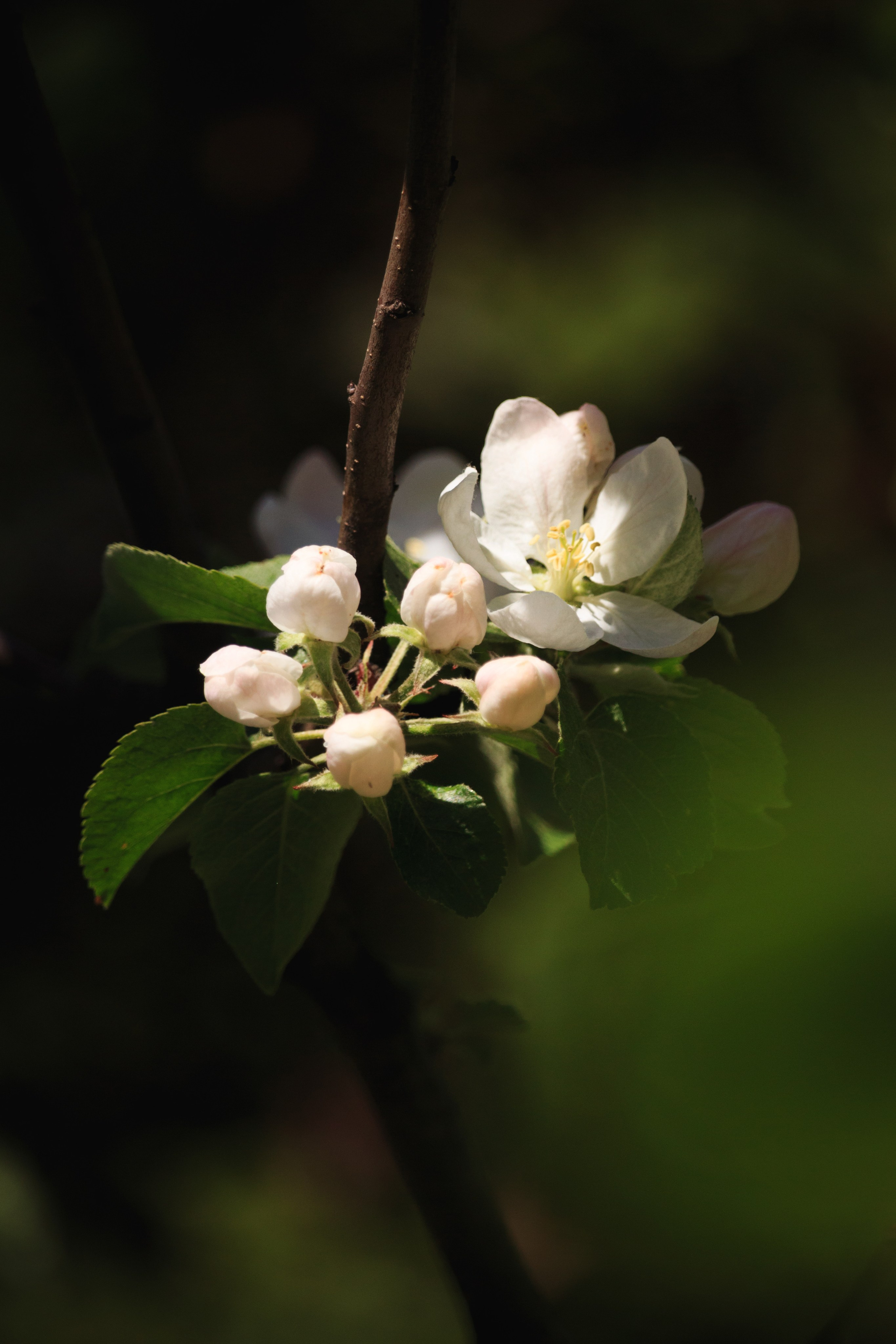 Весна. Катя Цвет