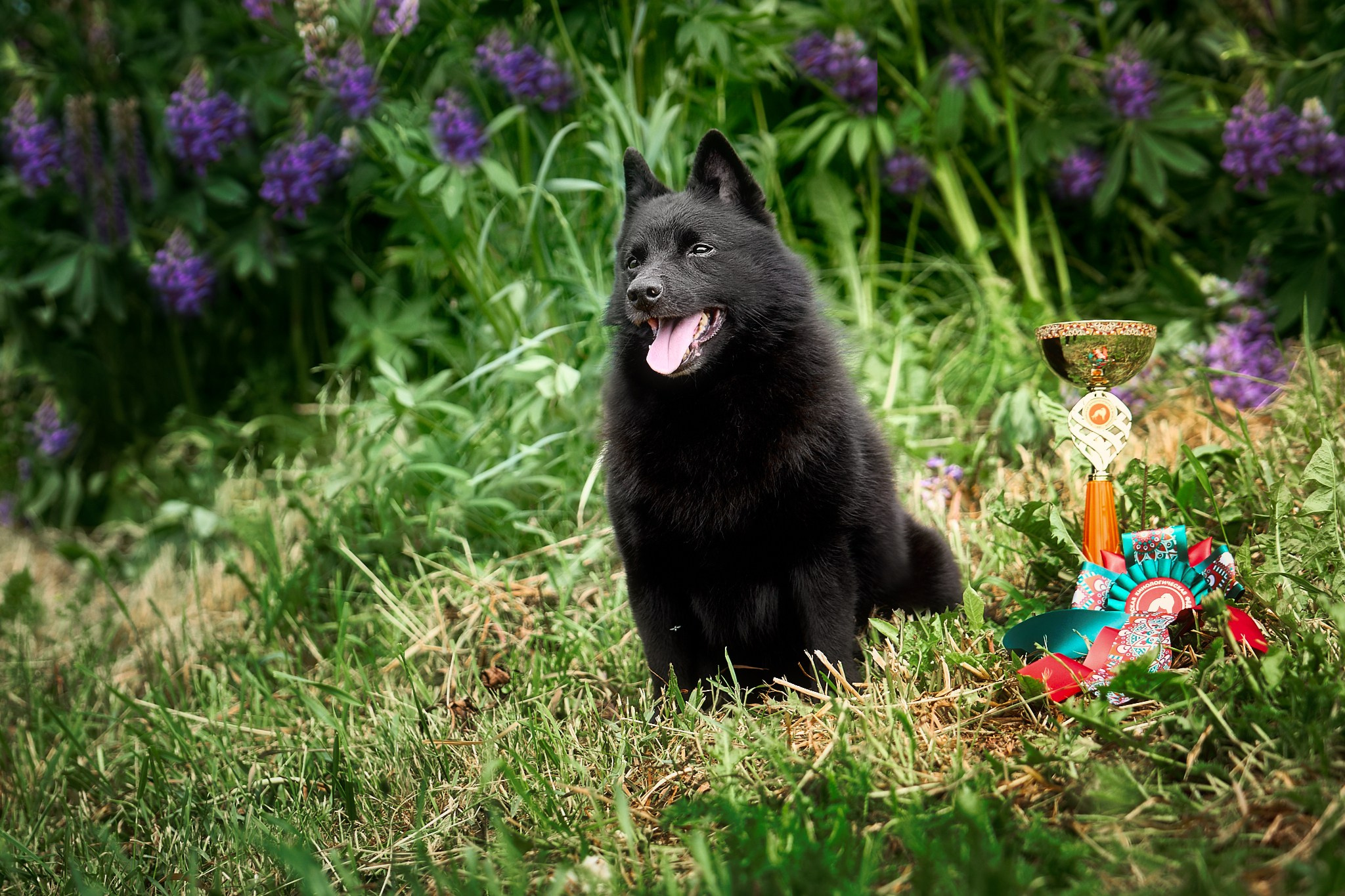 Шипперке Лунтик (BEACHVIEW'S MADE IN THE USA) 9 лет. Главная