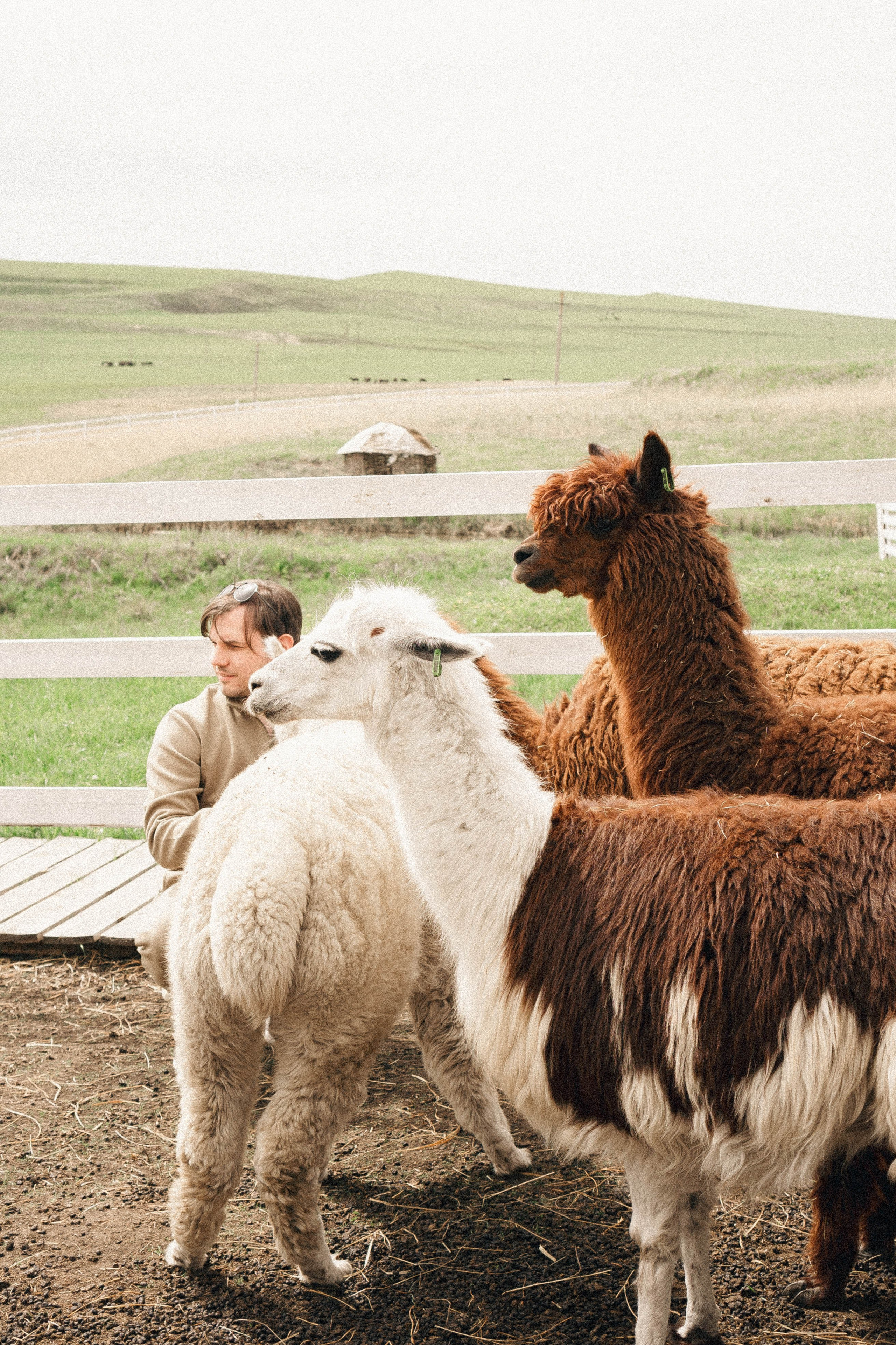 Ферма Альпак. Профессиональный фотограф, Санкт-Петербург — Виктория Богомолова