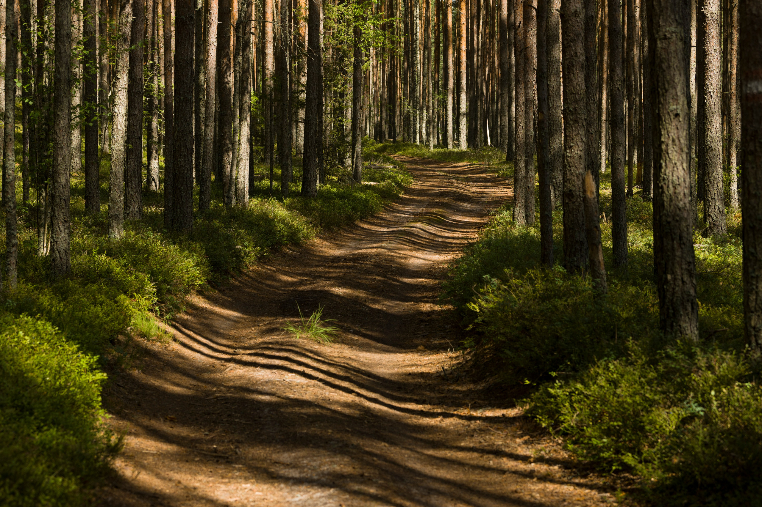 Пейзаж. Документальный фотограф Сергей Вдовин