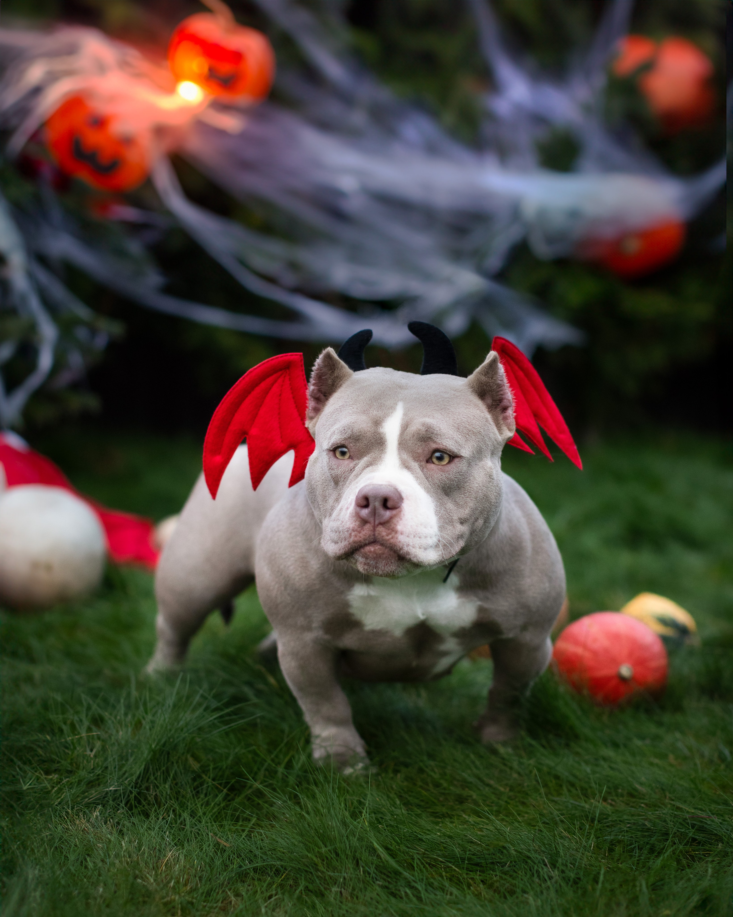 This is Halloween. Портретная и семейная съемка. Фотограф анималист