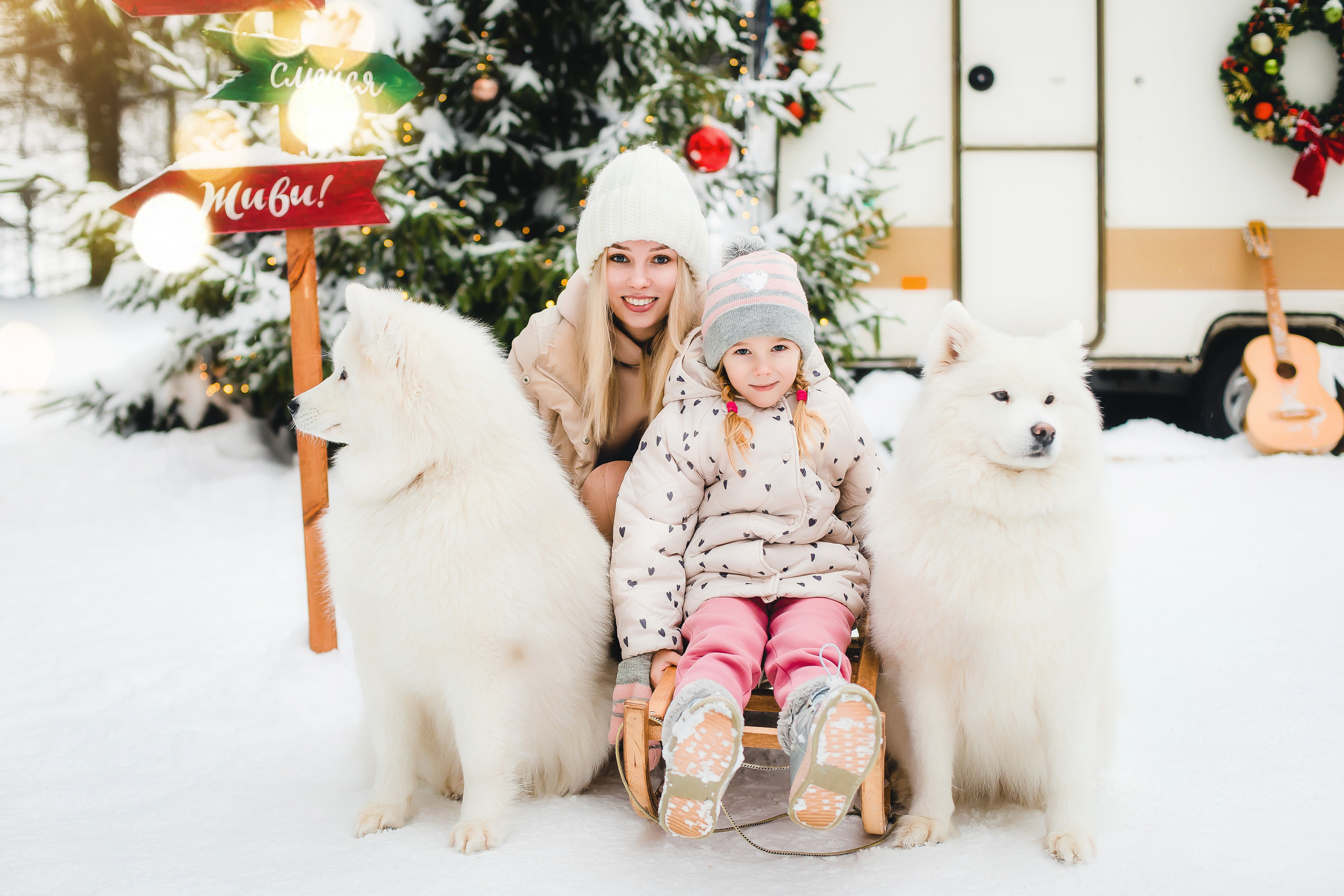 Фотодень с самоедами. Семейный и свадебный фотограф в Чебоксарах и Новочебоксарске Ирина Юрь