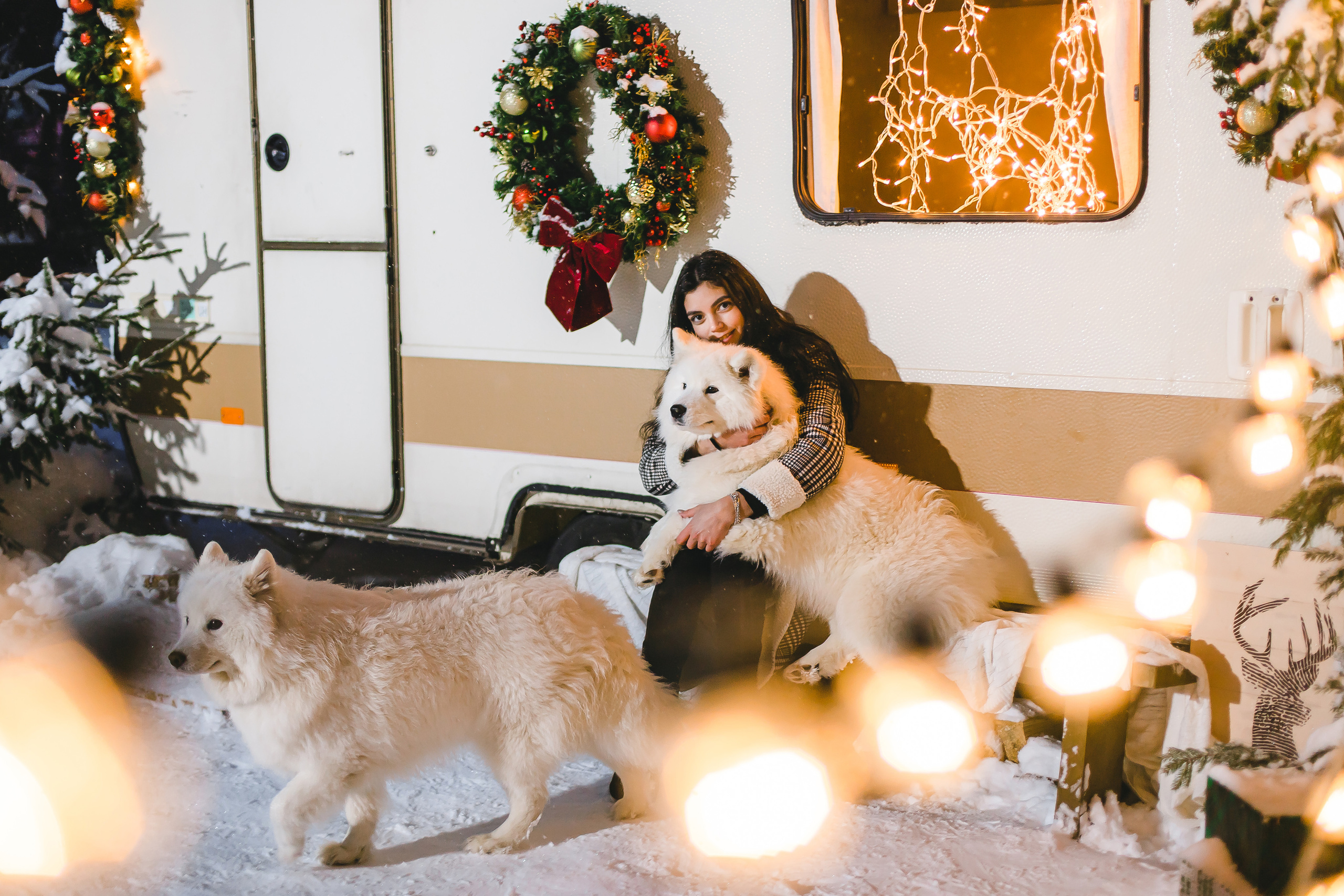 Фотодень с самоедами. Семейный и свадебный фотограф в Чебоксарах и Новочебоксарске Ирина Юрь