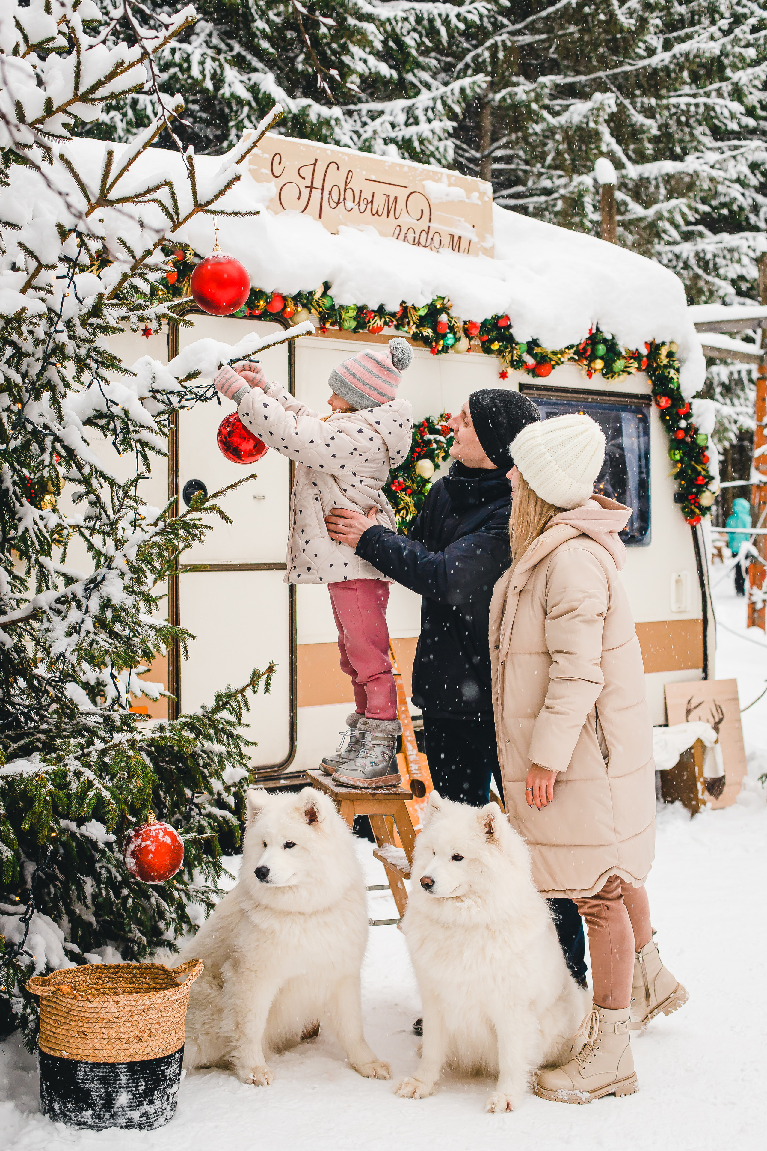 Фотодень с самоедами. Семейный и свадебный фотограф в Чебоксарах и Новочебоксарске Ирина Юрь