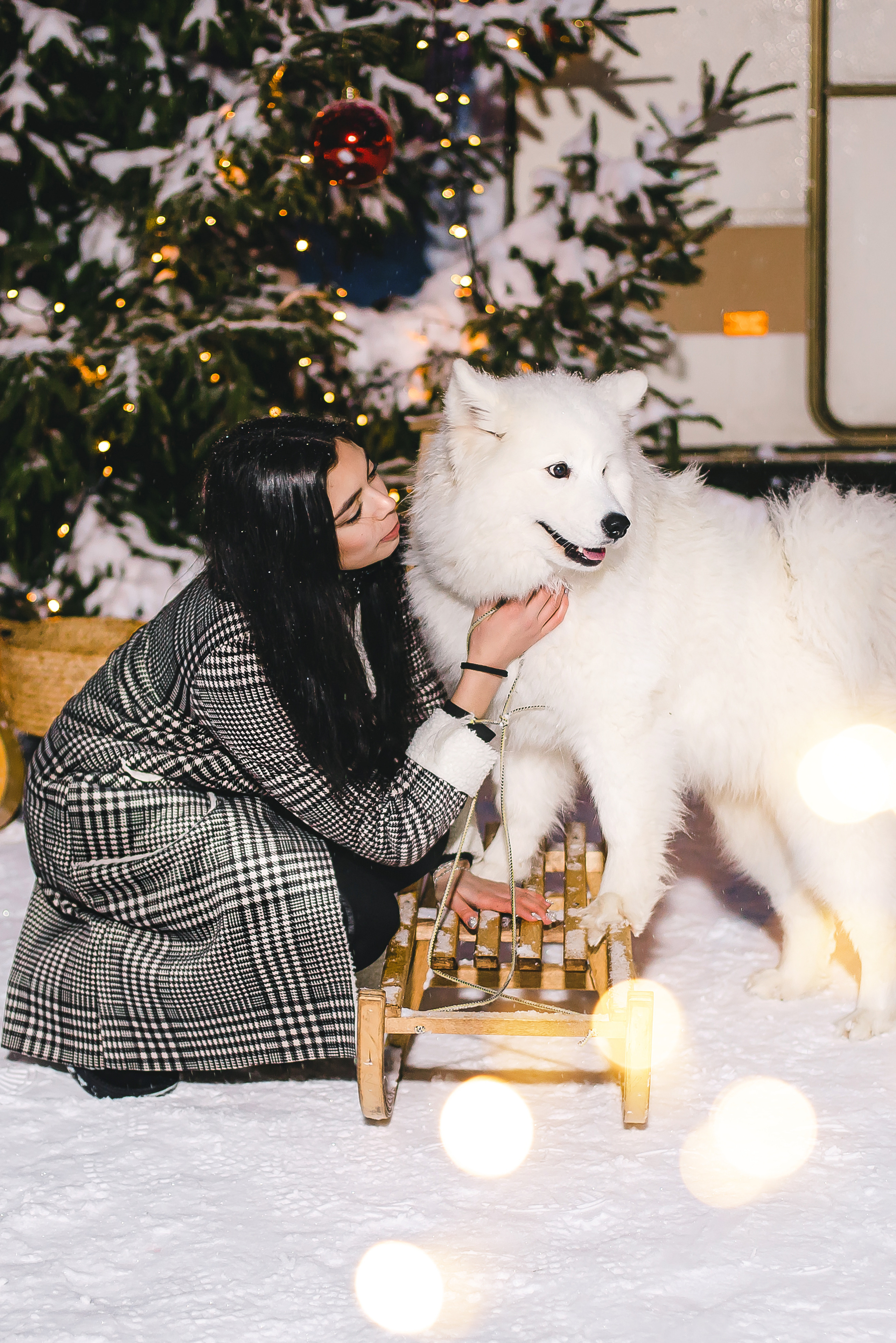 Фотодень с самоедами. Семейный и свадебный фотограф в Чебоксарах и Новочебоксарске Ирина Юрь