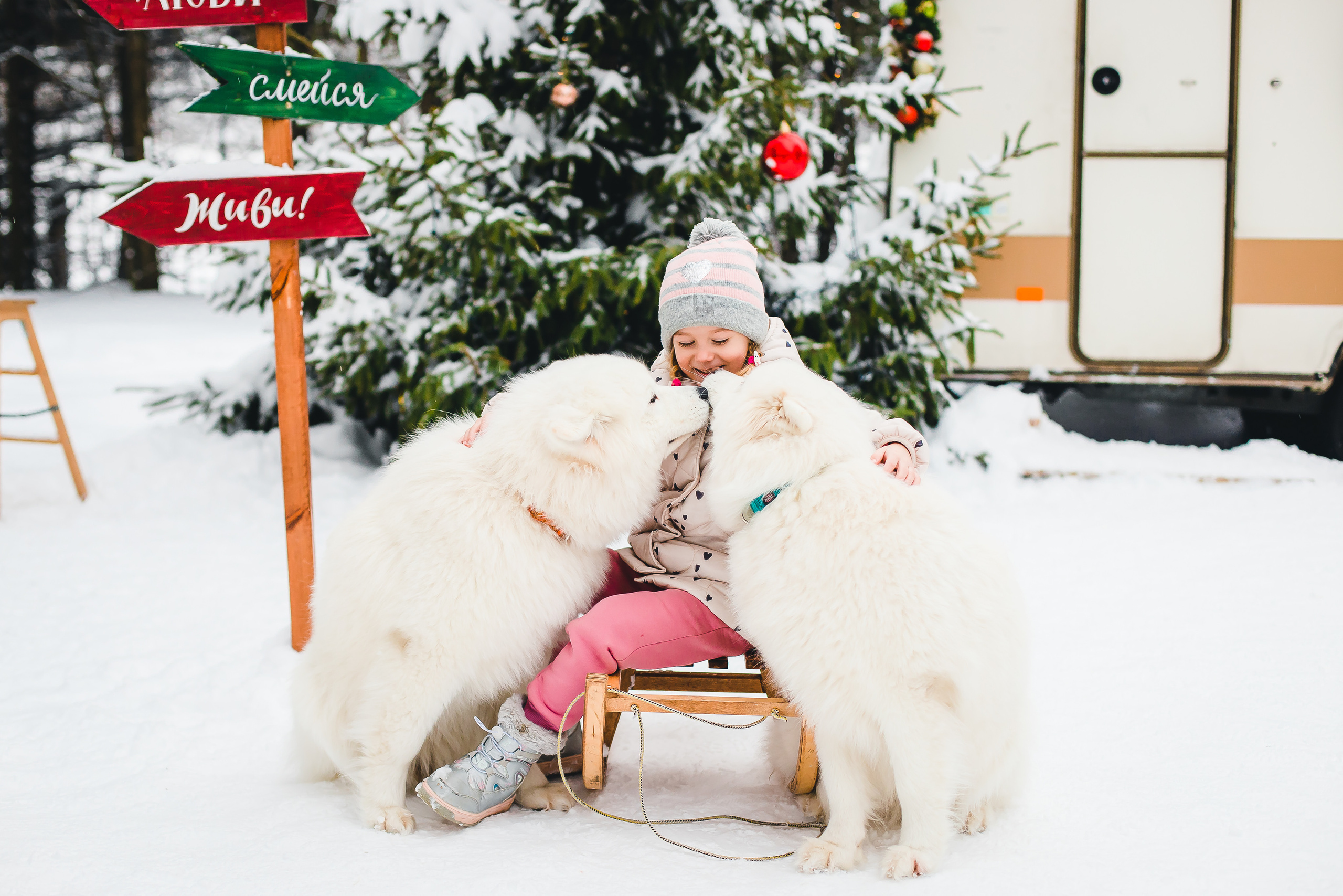 Фотодень с самоедами. Семейный и свадебный фотограф в Чебоксарах и Новочебоксарске Ирина Юрь
