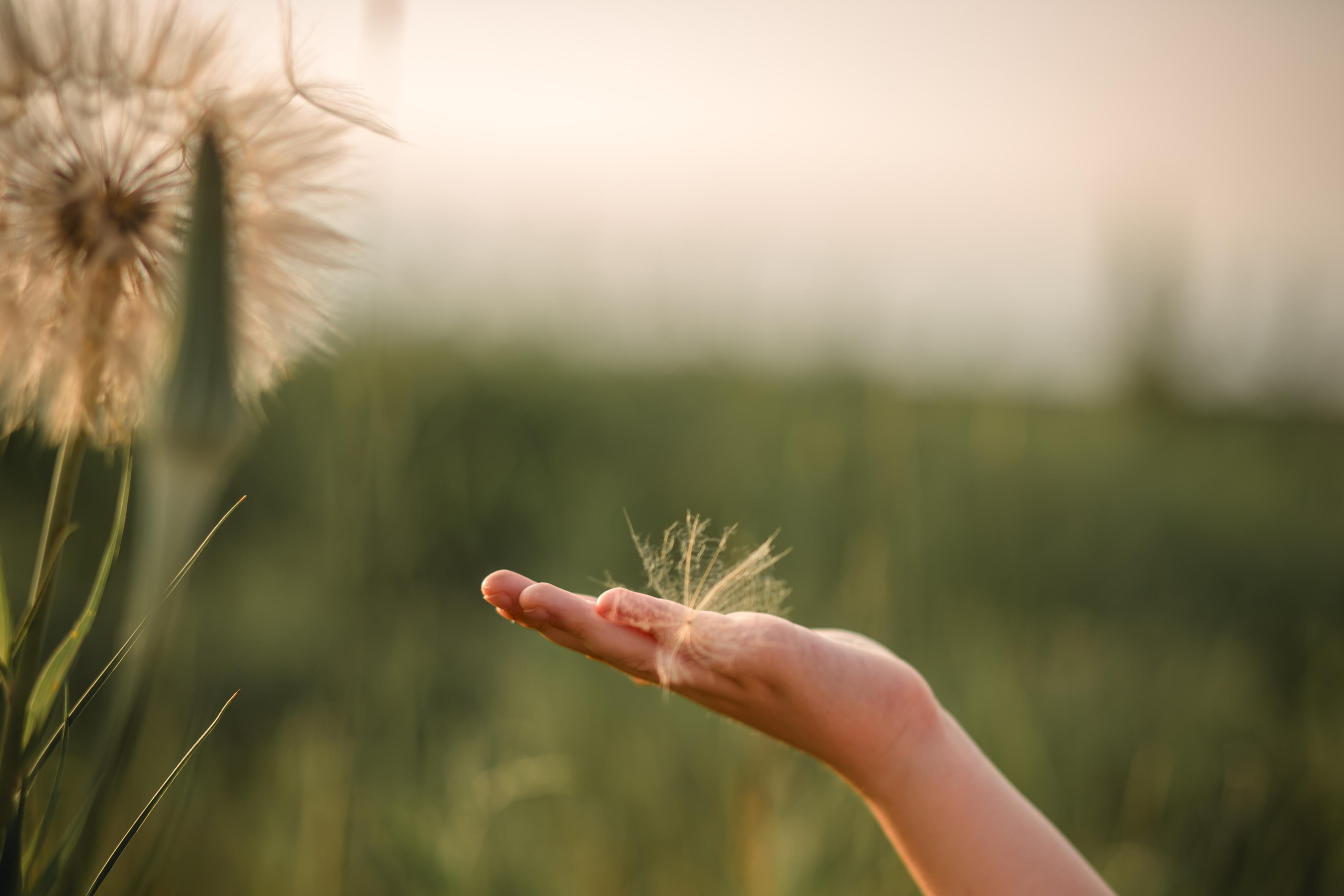 Аринка и одуван