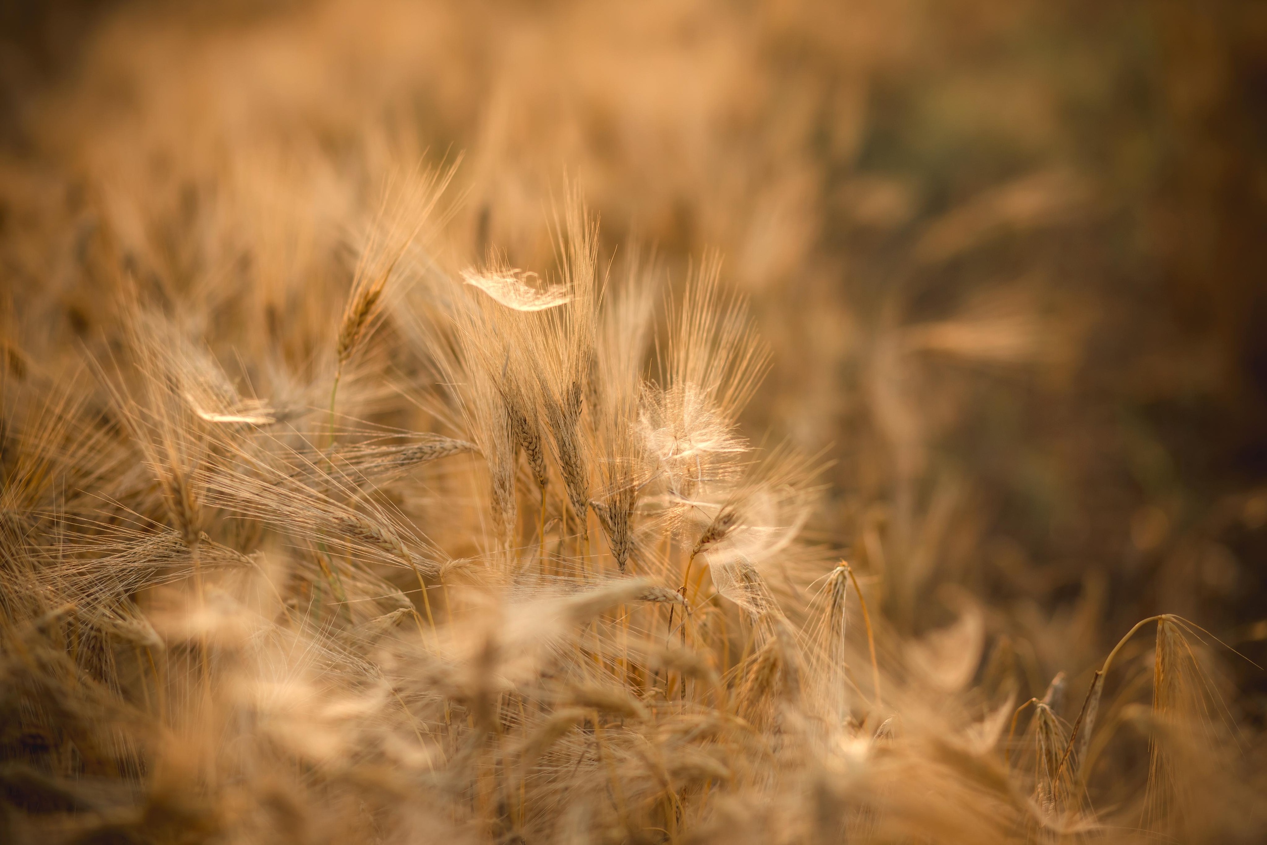 Аринка и одуван