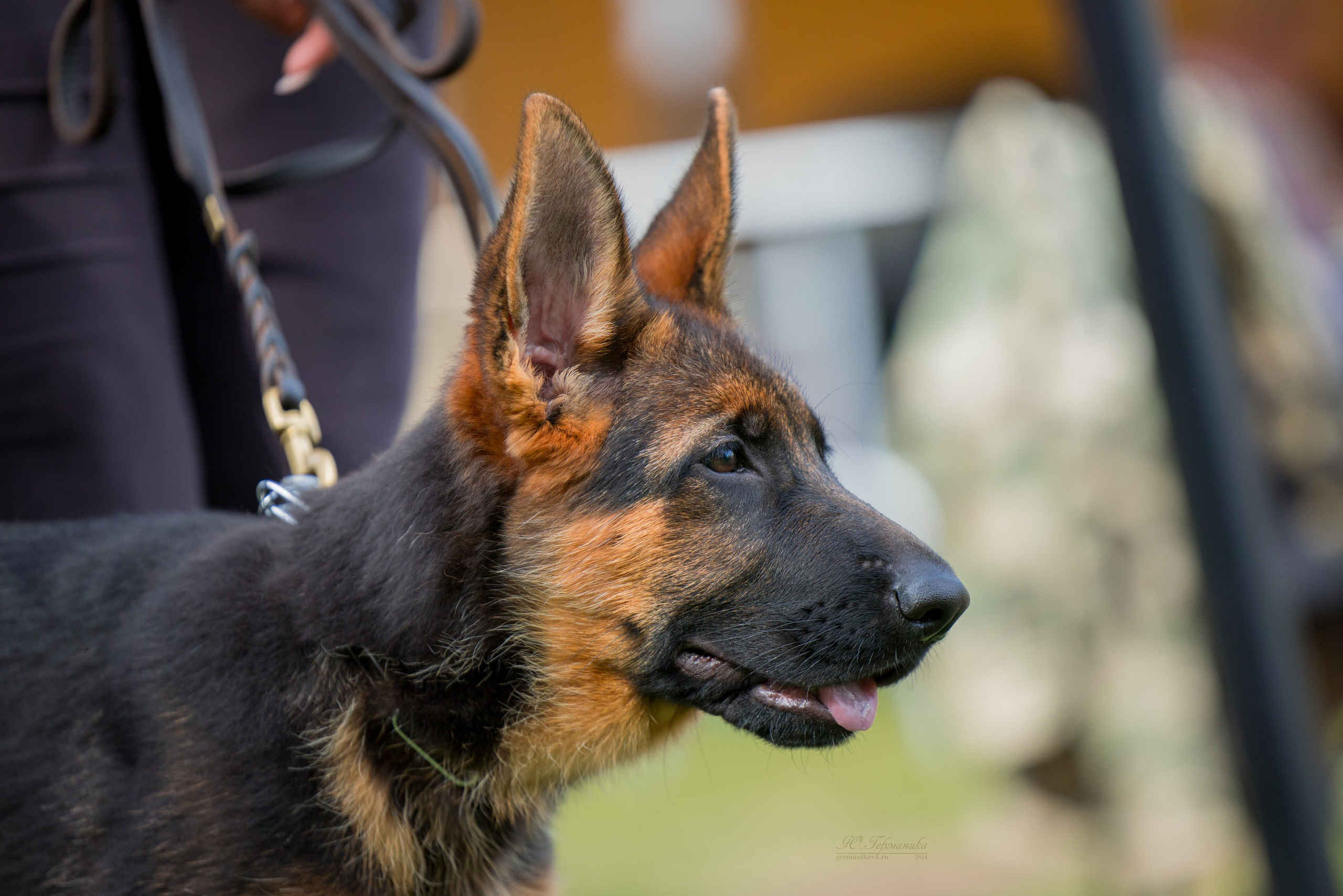 Астана 2хCACIB 17-18.08.2024. Фотограф-анималист Юлия Германика