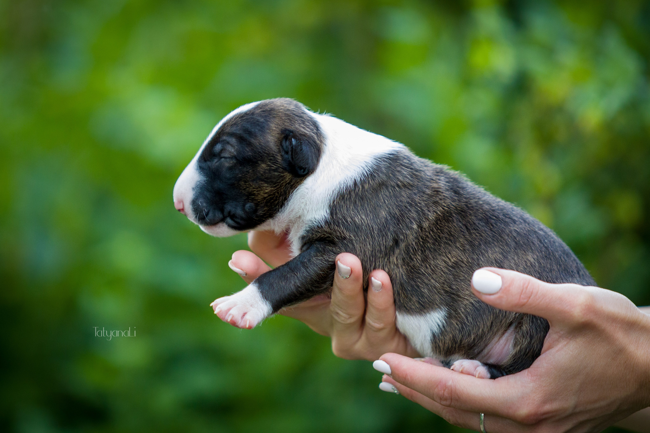 Стандартный бультерьер. Фотограф — анималист Татьяна Ли