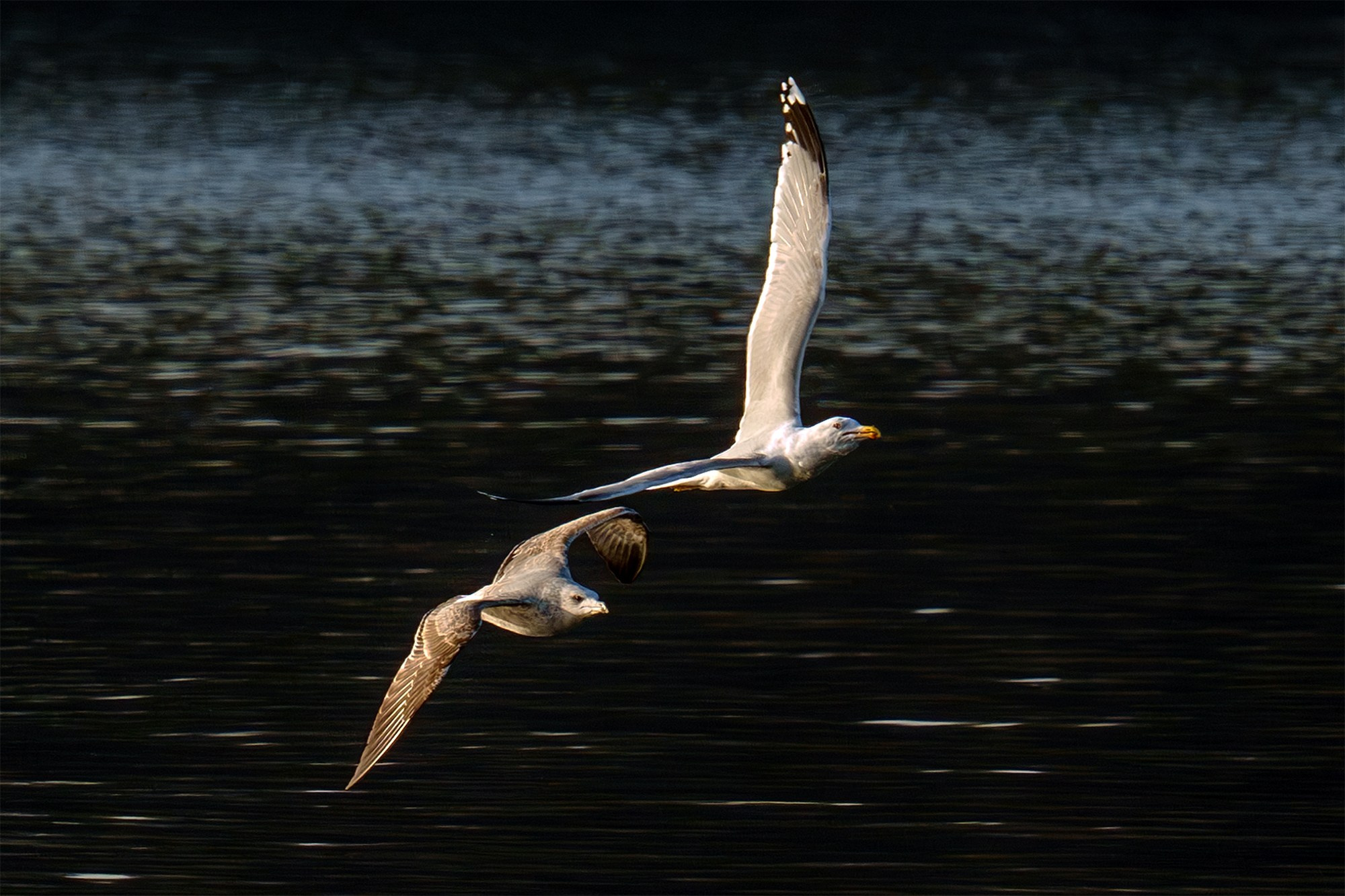 Удивительные мир птиц. Вокруг нас столько прекрасного — присмотритесь!. Ваш личный фотограф Марина Волкова