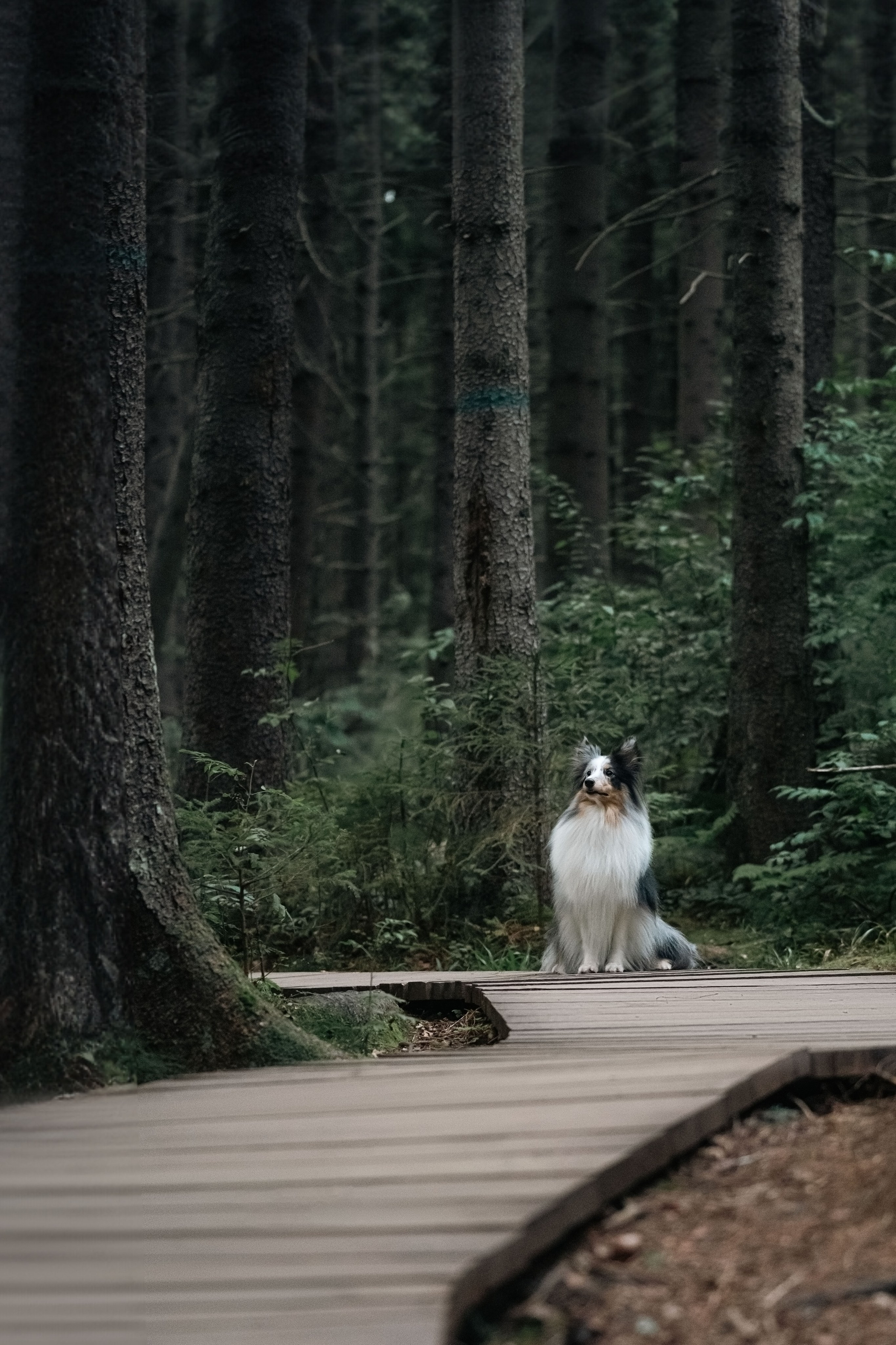 Лесная Элис. Фотограф анималист