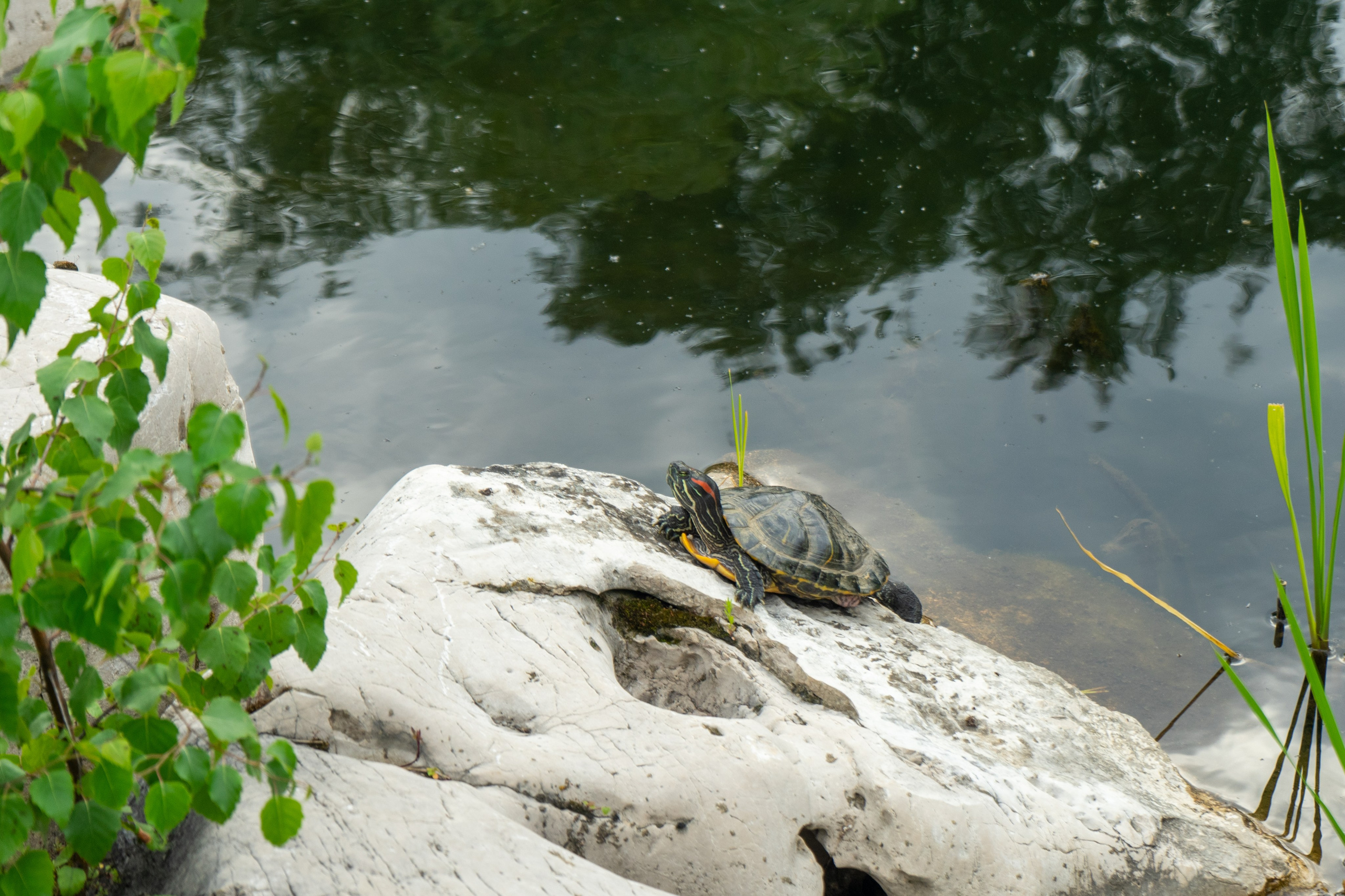 Виды парка Хуамин Москва. Авторские фотографии Чугунова Николая