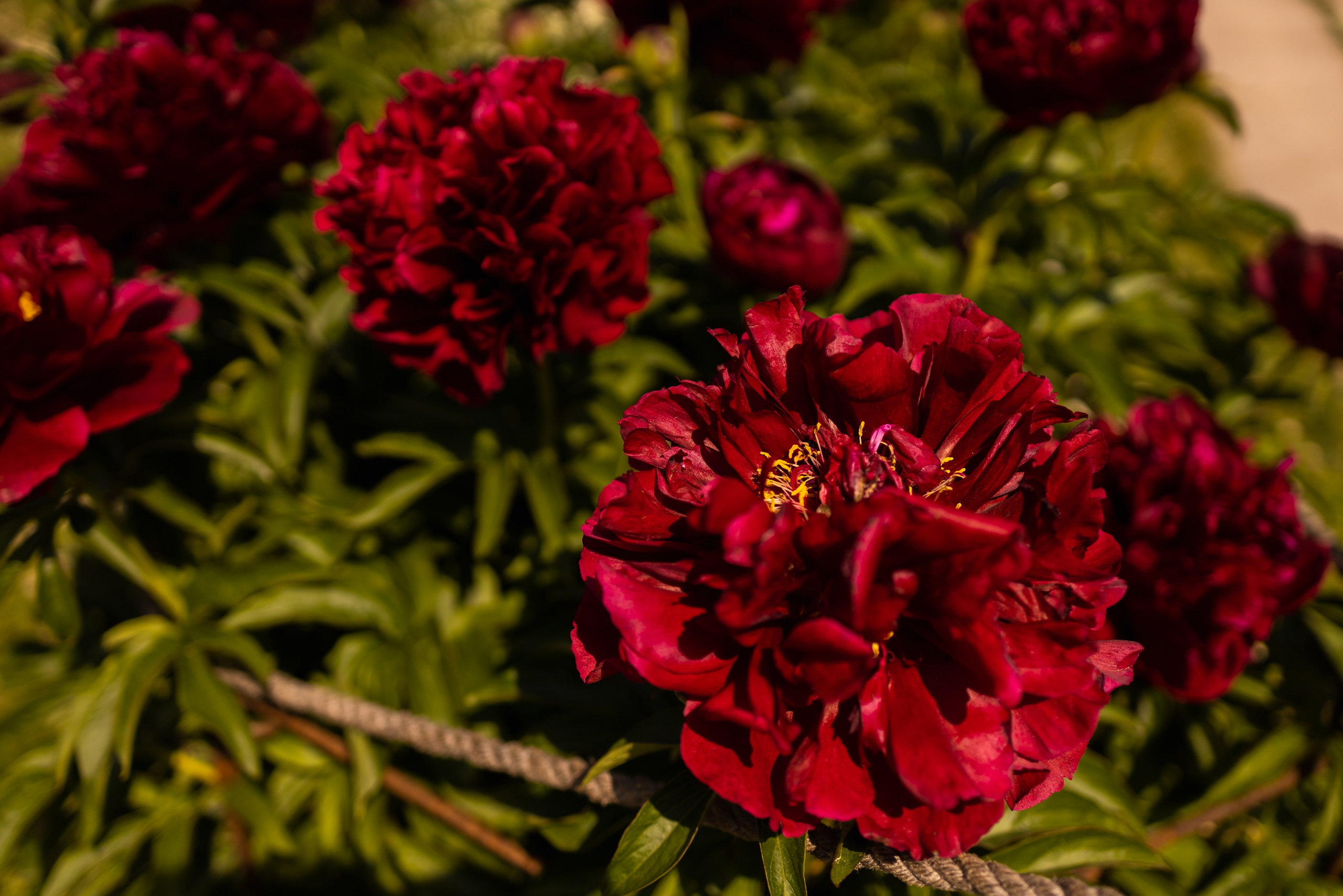 Lydia&Serafima. Семейный и детский фотограф, фотограф беременности, ньюборн в Москве