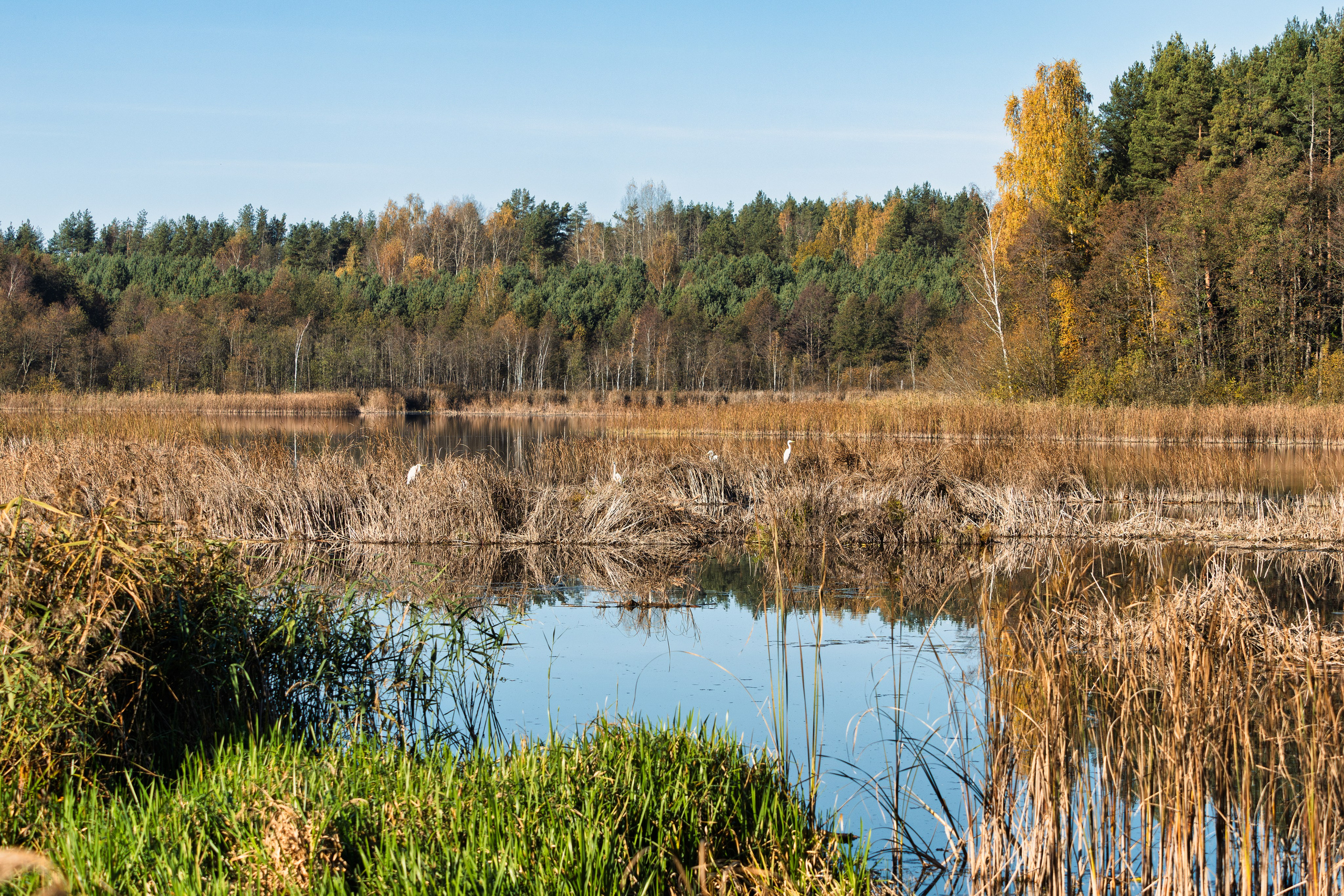 Голубые озера, Псковская область. Октябрь 2024. Фотограф Никифоров-Гордеев Сергей. Москва и МО