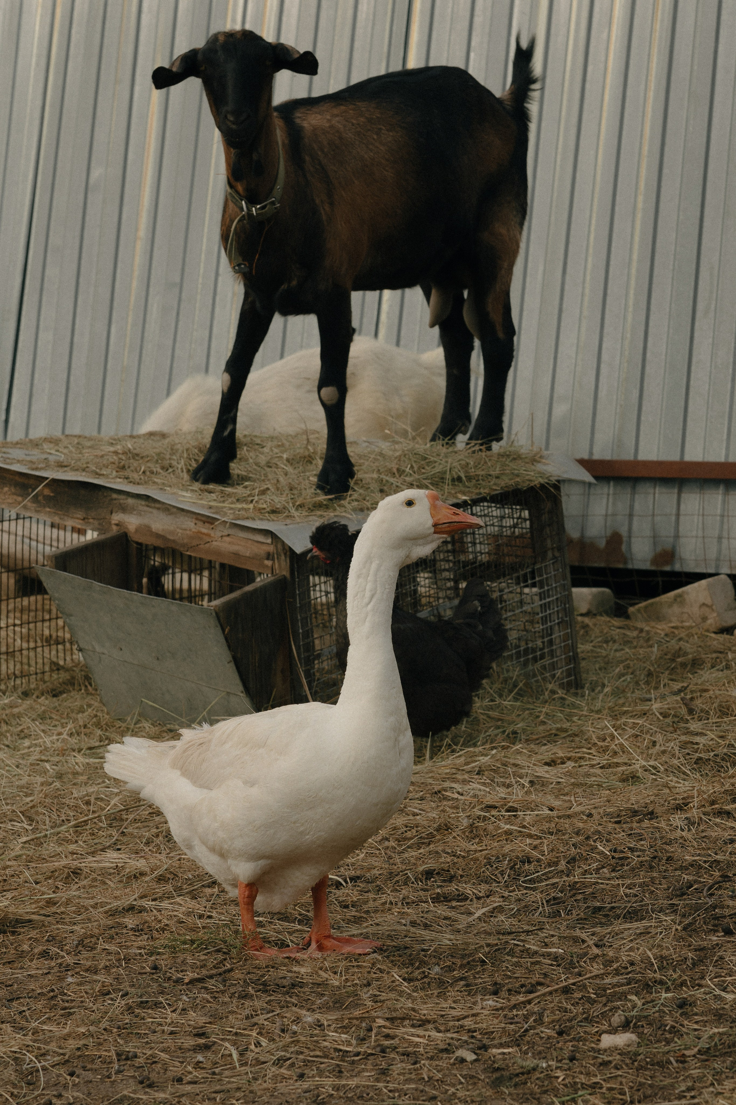 Таня и Тася в деревне. Дубинкина Екатерина Фотограф Рязань, Москва
