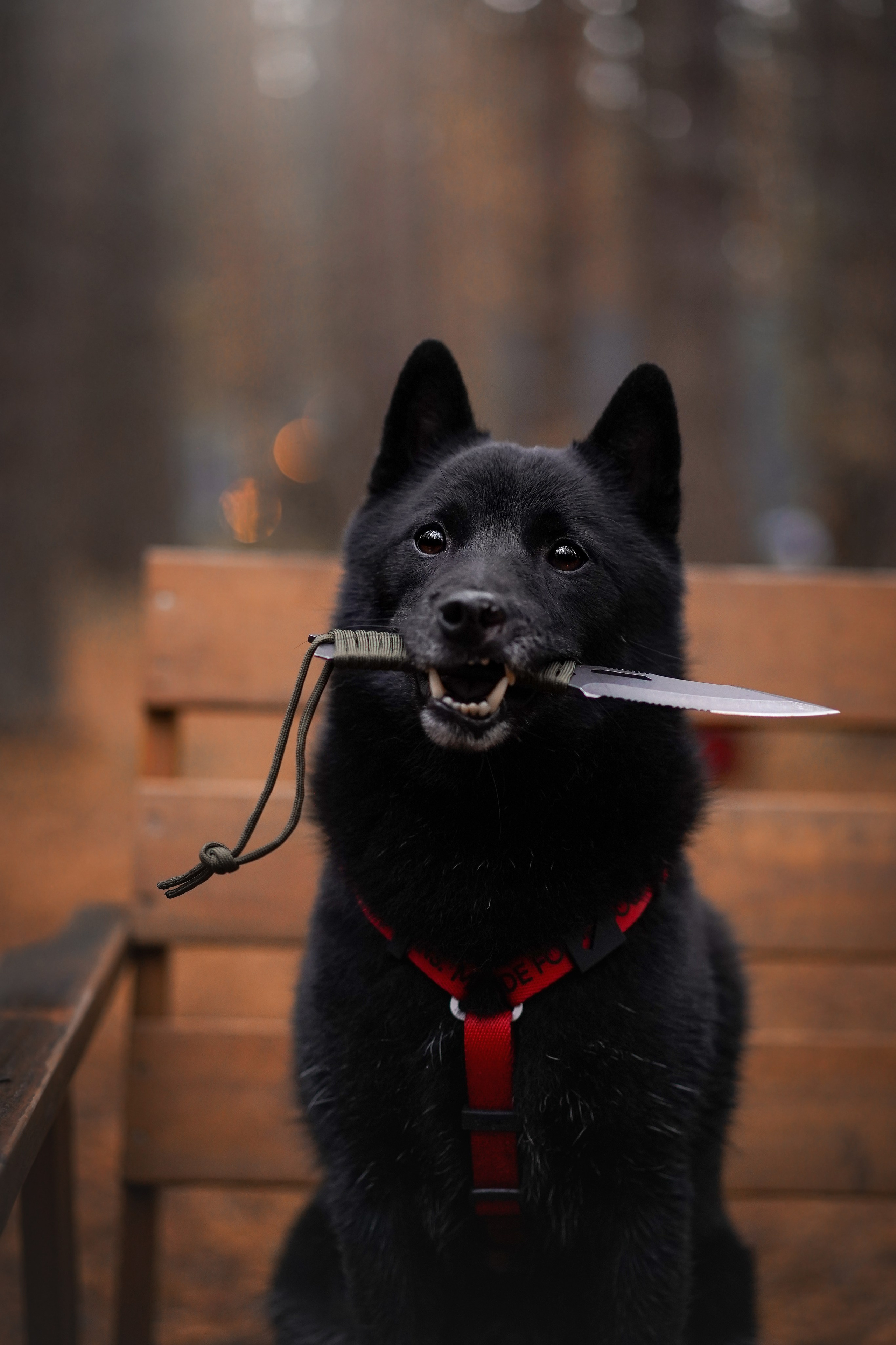 Аня Мишель Арчи и Майкл. Фотограф-анималист в Санкт-Петербурге Яна Мартынова