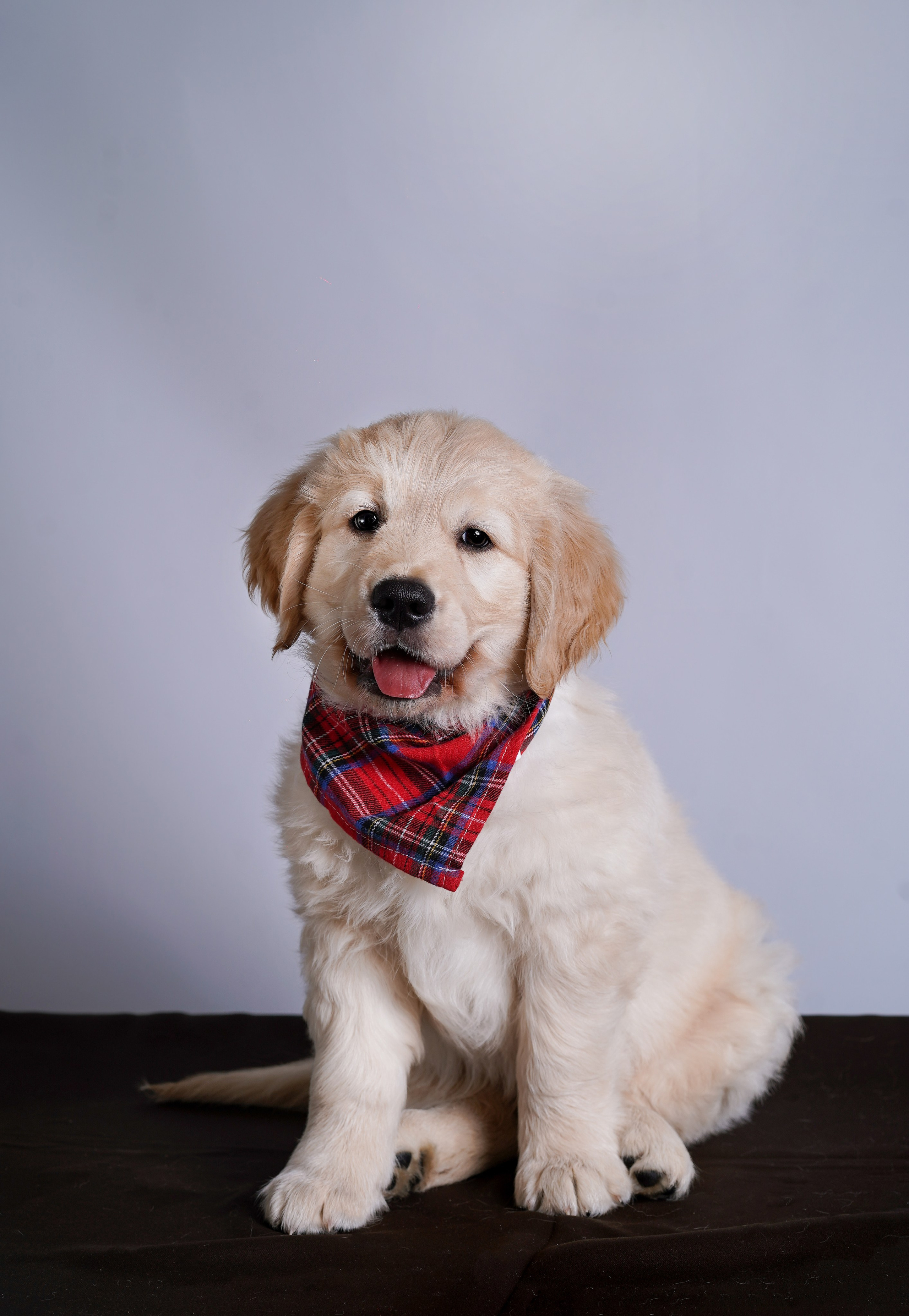 Щенок голдена. Фотограф-анималист в Санкт-Петербурге Яна Мартынова