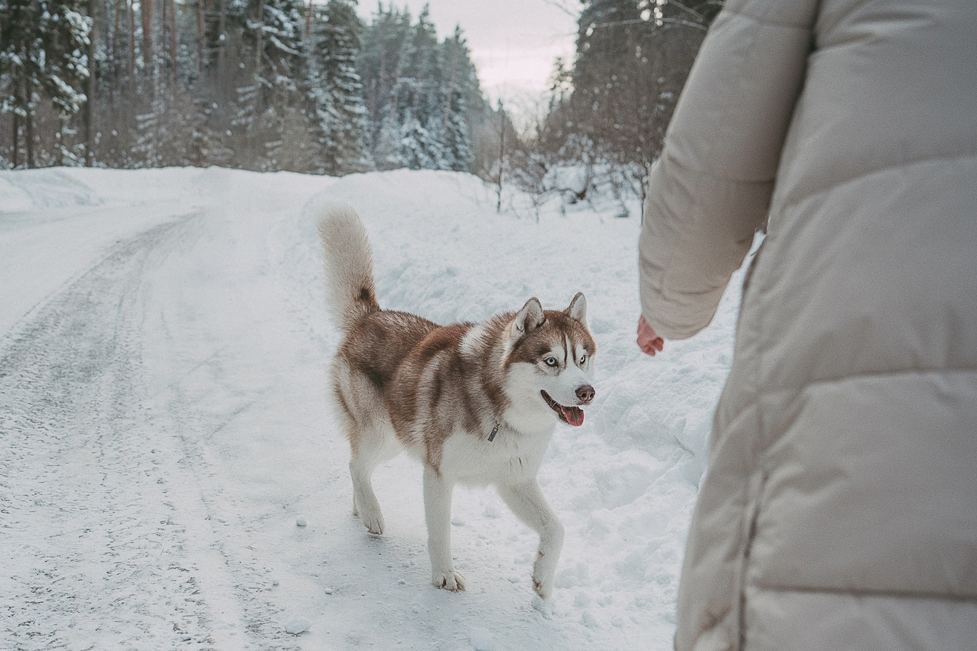 Полина, Уго и Пышка. Фотограф анималист в Москве и Санкт-Петербурге Свиридова Анна