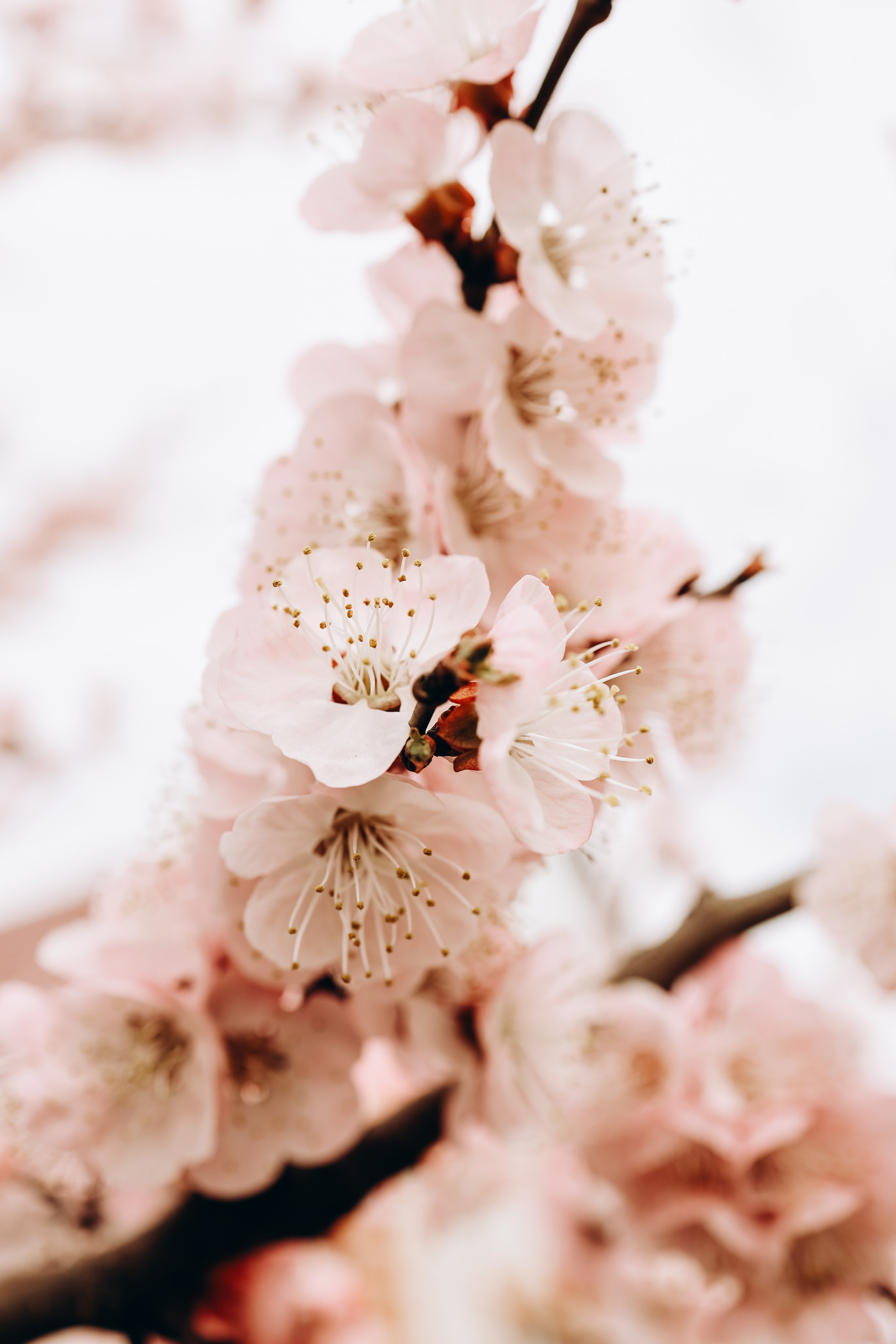 Снежана. Свадебный и семейный фотограф в Воронеже Ксения Воротникова