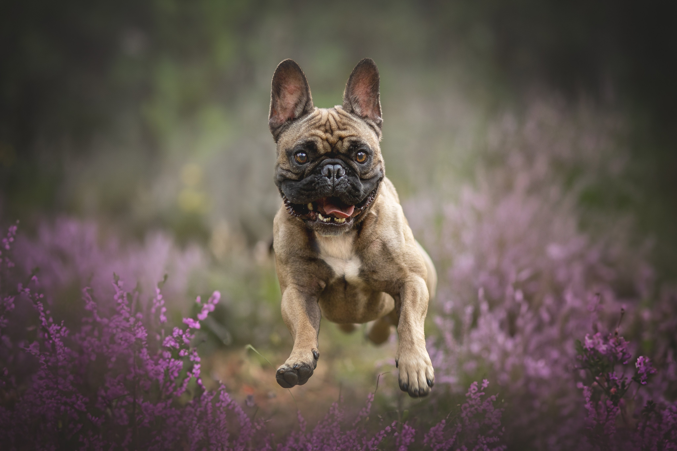 Конкурсные работы. Фотограф-анималист в Москве и Подмосковье