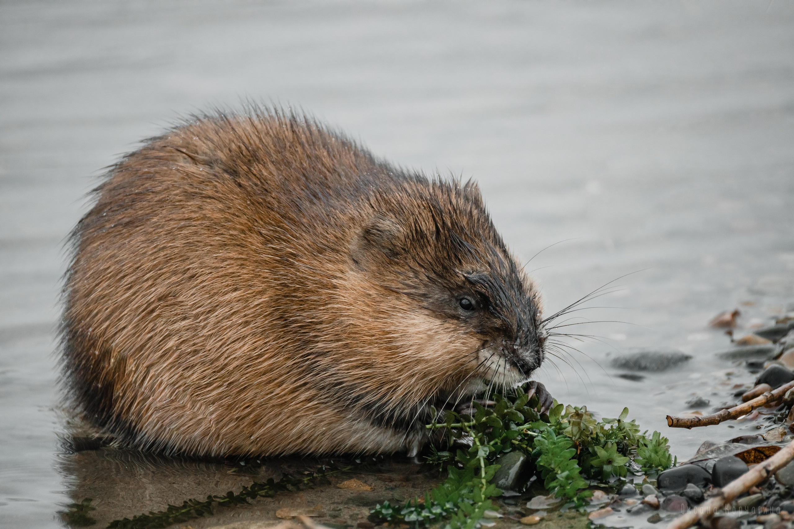 Ондатры. Фотограф в Красноярске Оксана Корчагина