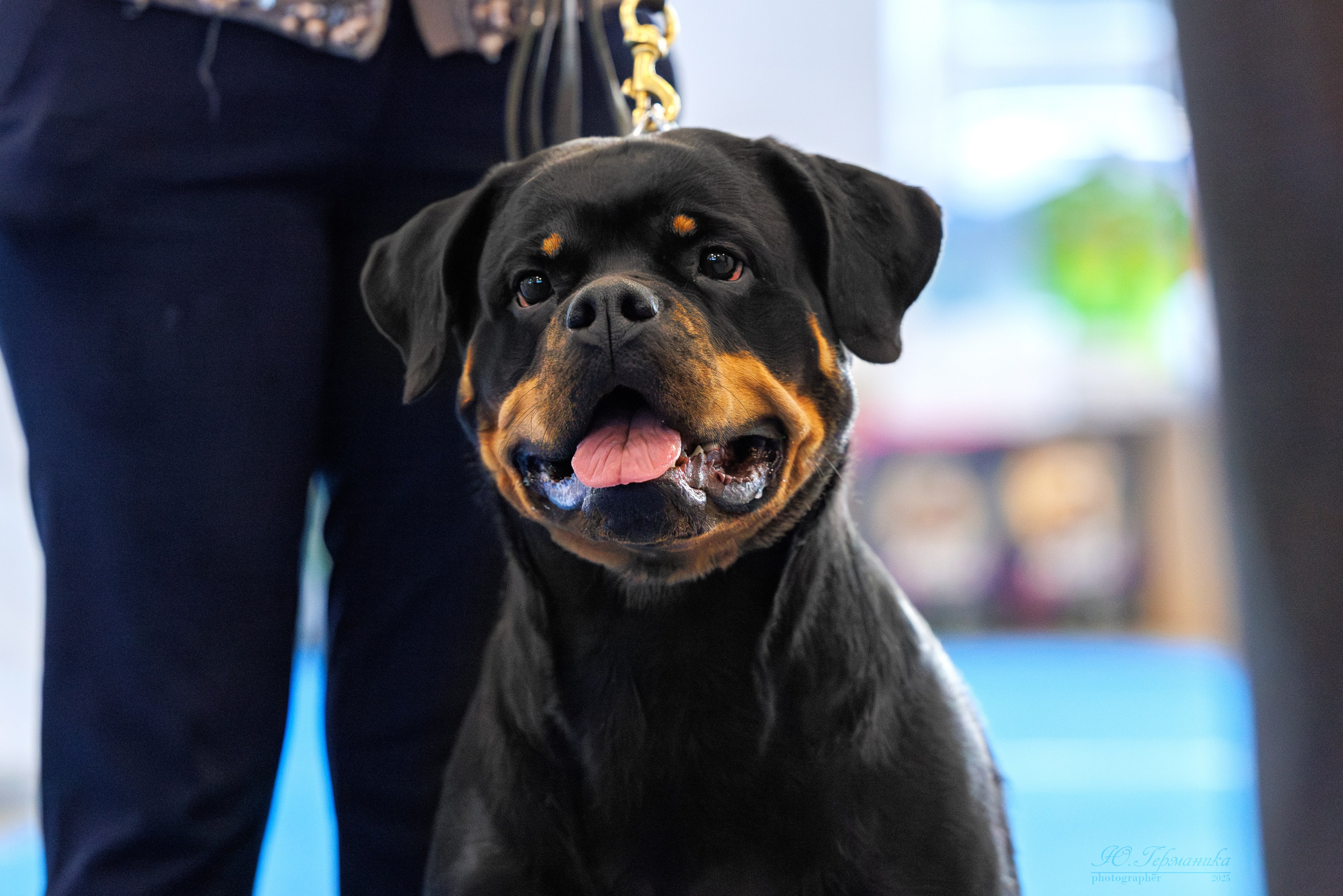 Питер ротвейлеры 18.01,Крокус 19.01.2025. Фотограф-анималист Юлия Германика