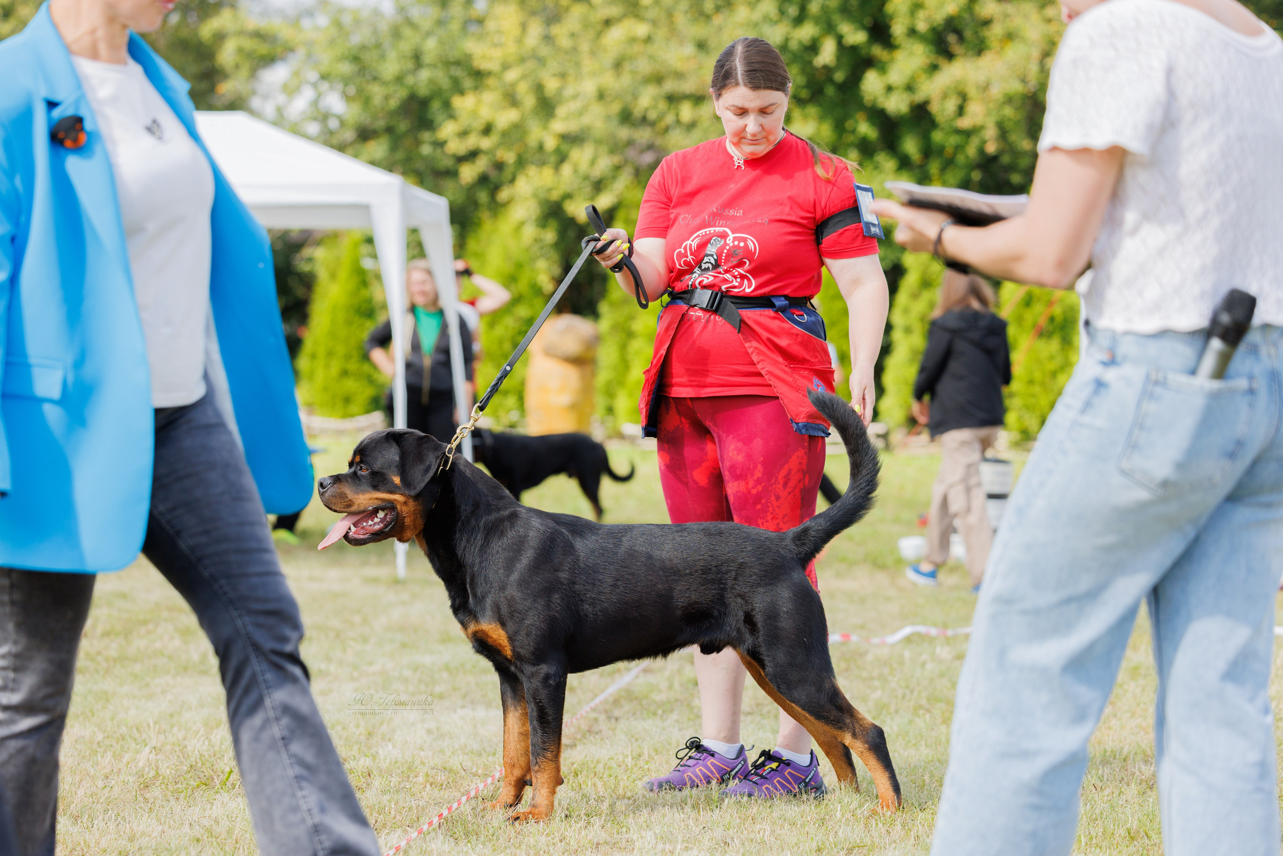 Рязань-Ховрино 10-11.08.2024 3хмоно ротвейлеров. Фотограф-анималист Юлия Германика
