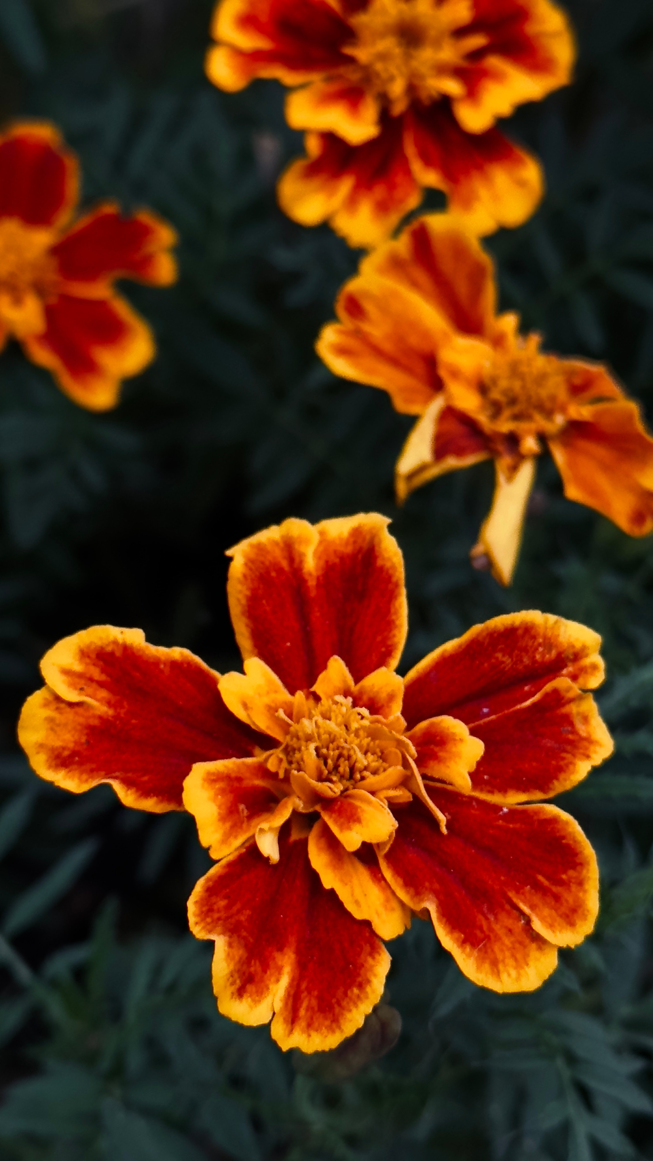 Макро любовь. Смотри, красота!