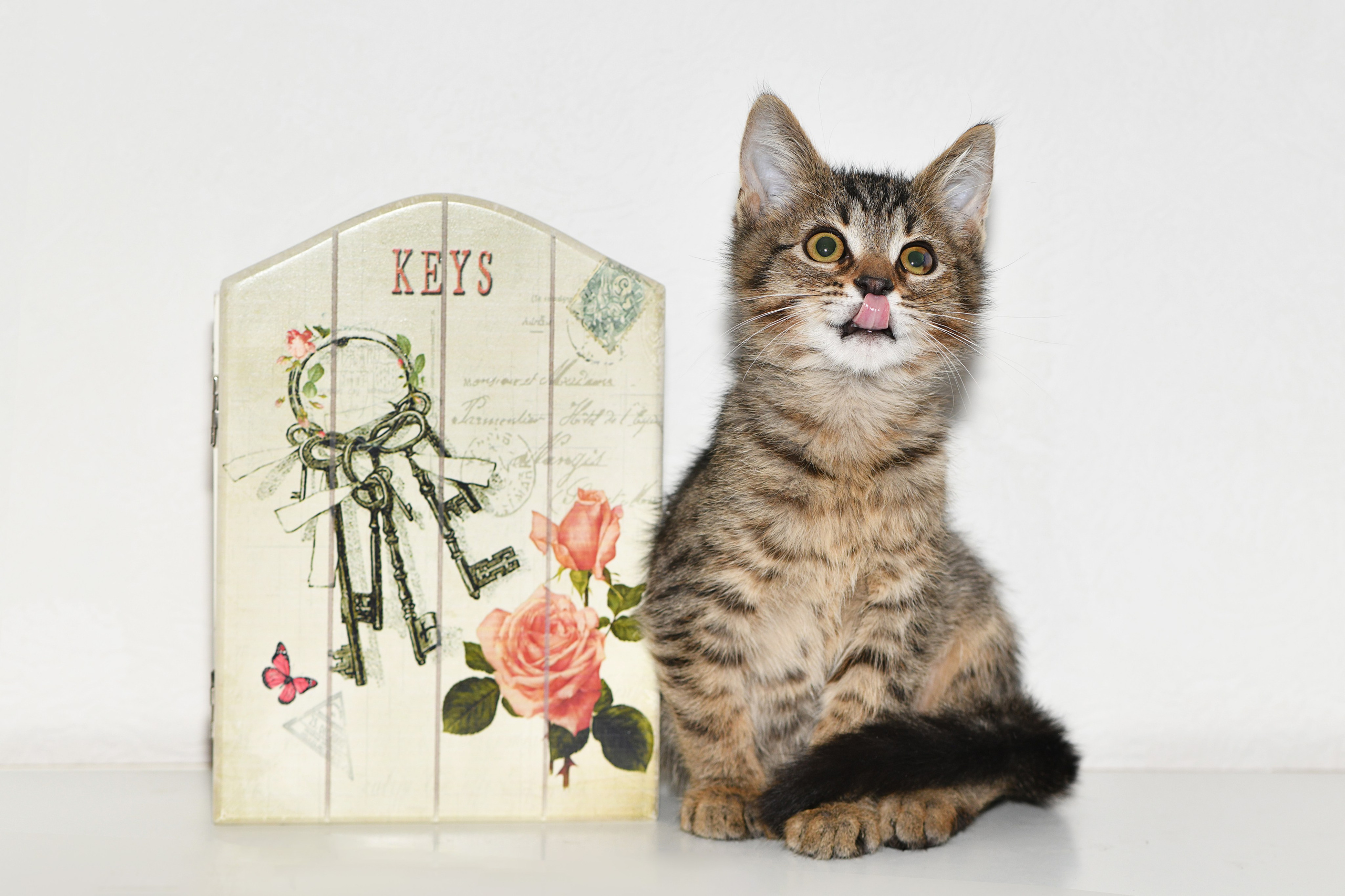 Съёмка животных для продажи. Свадебный и портретный фотограф в Москве Галина Борисова