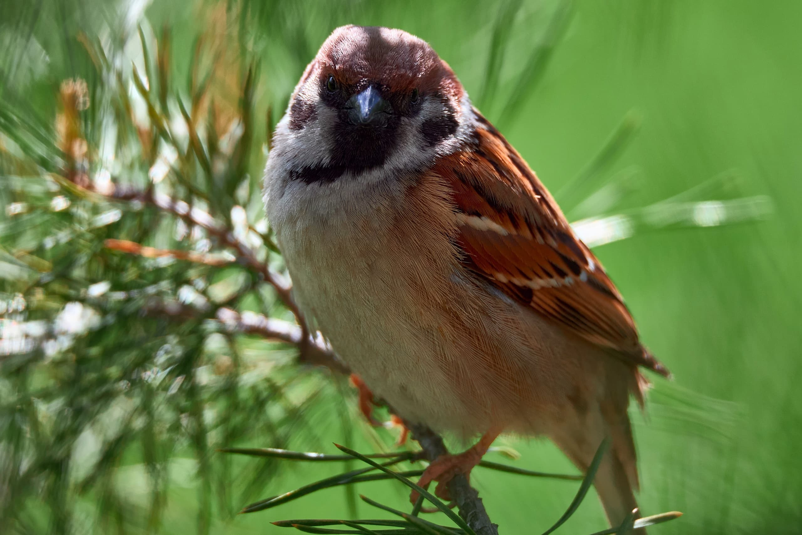 Международная онлайн-фотошкола Сергея Рожнова