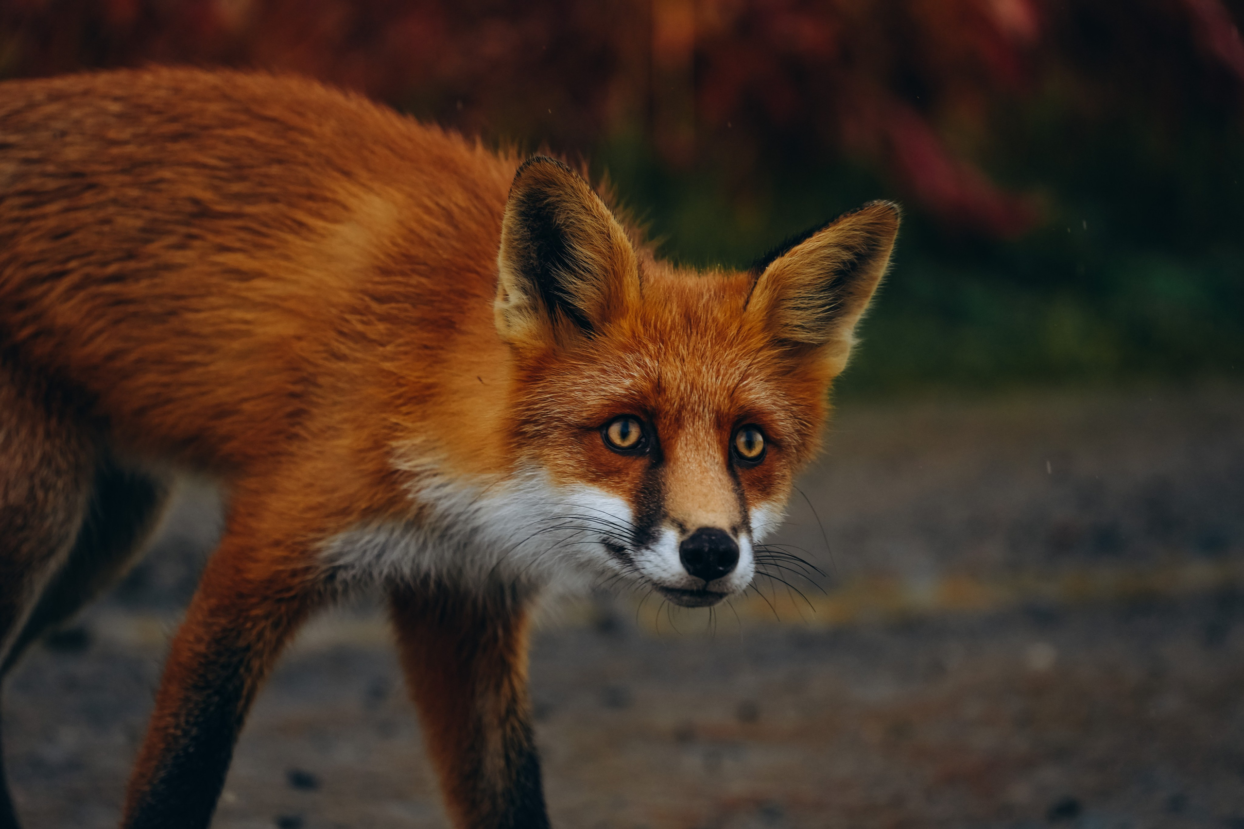 СЕВЕР. Event фотограф Степанова Александра