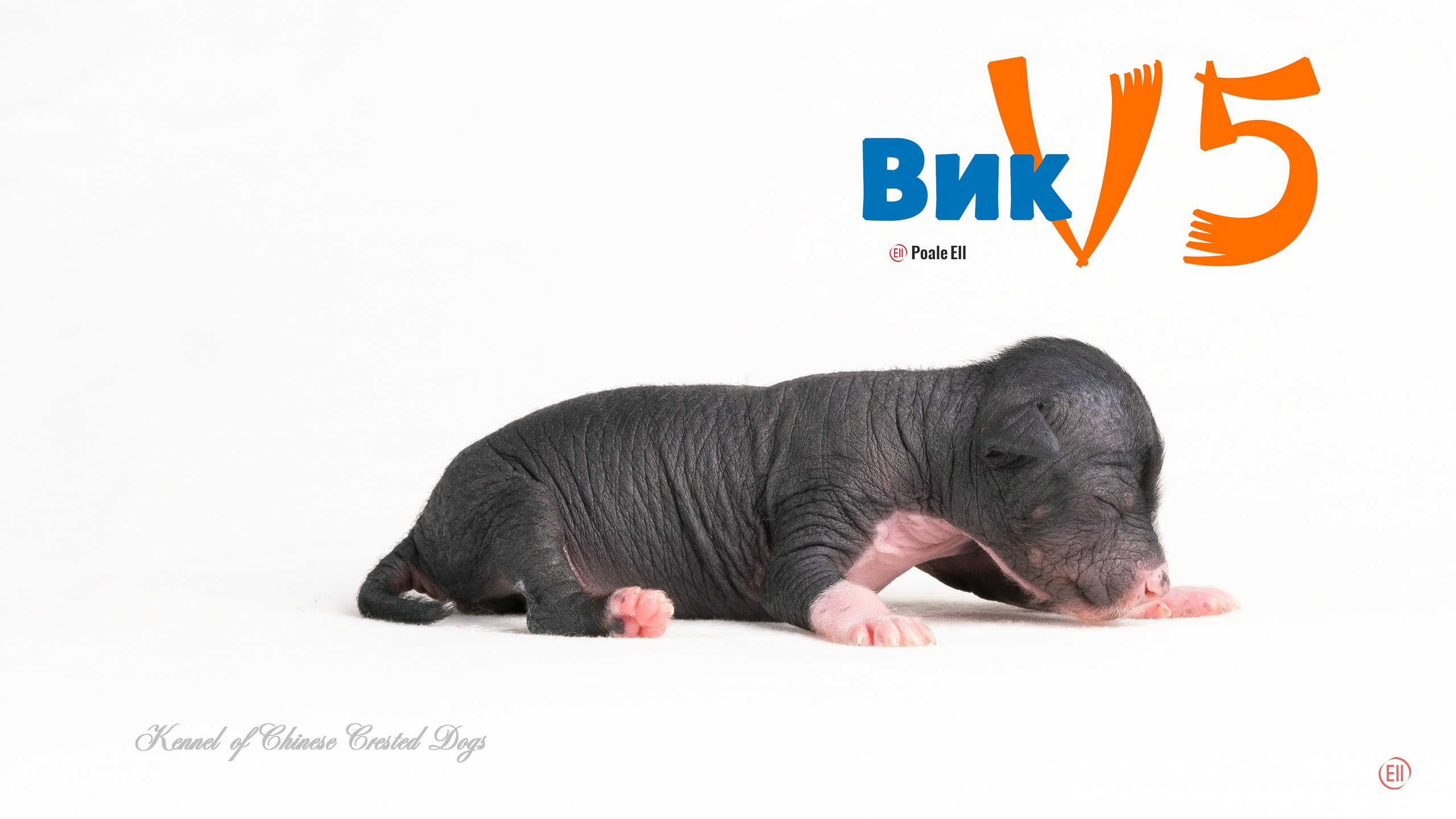 Щенки 3 дня. 21.01.2024. Фотограф в Москве