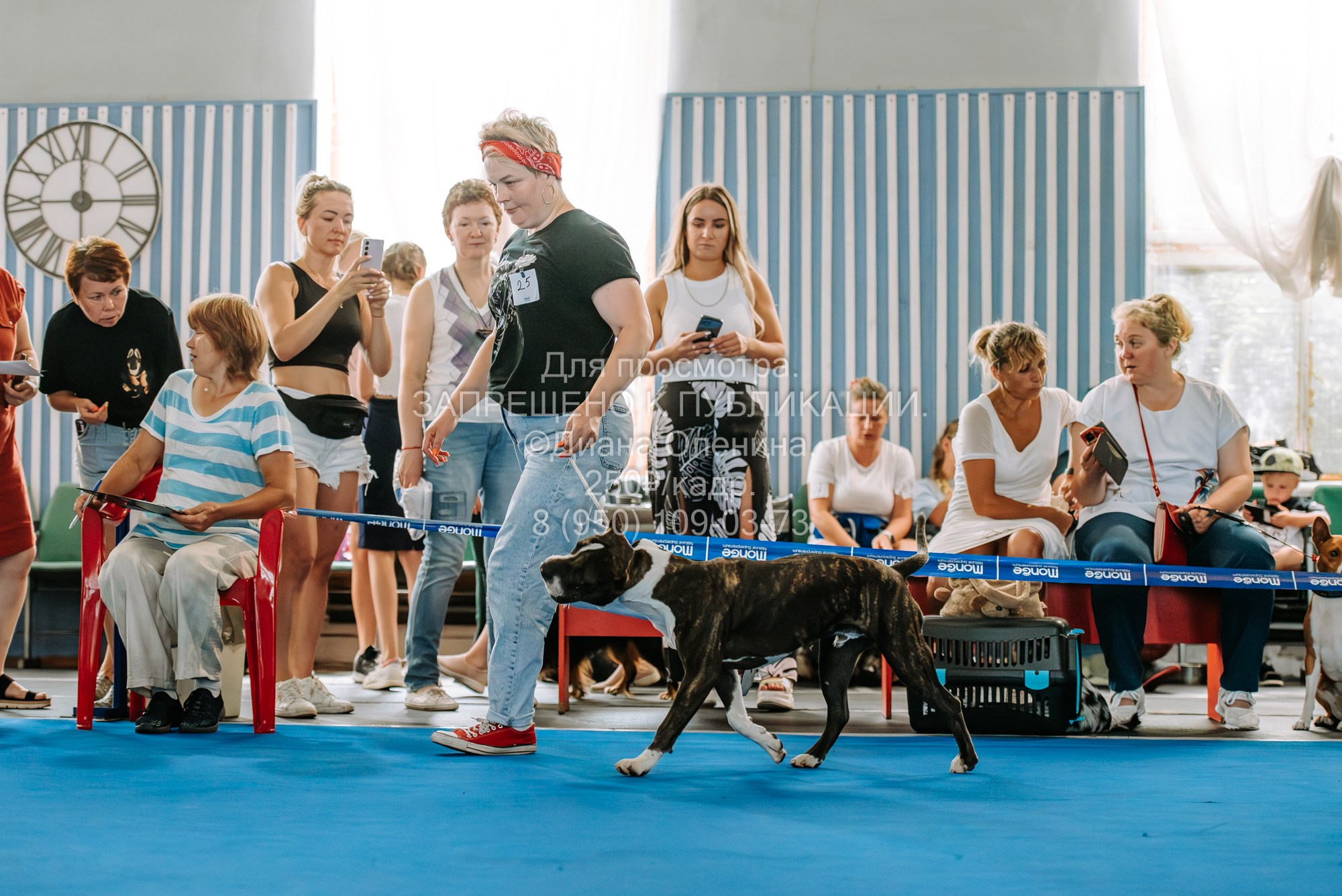 Национальная выставка собак всех пород ранга САС-IKU «Кубок Красноярск. Фотограф Диана Оленина Красноярск / Братск