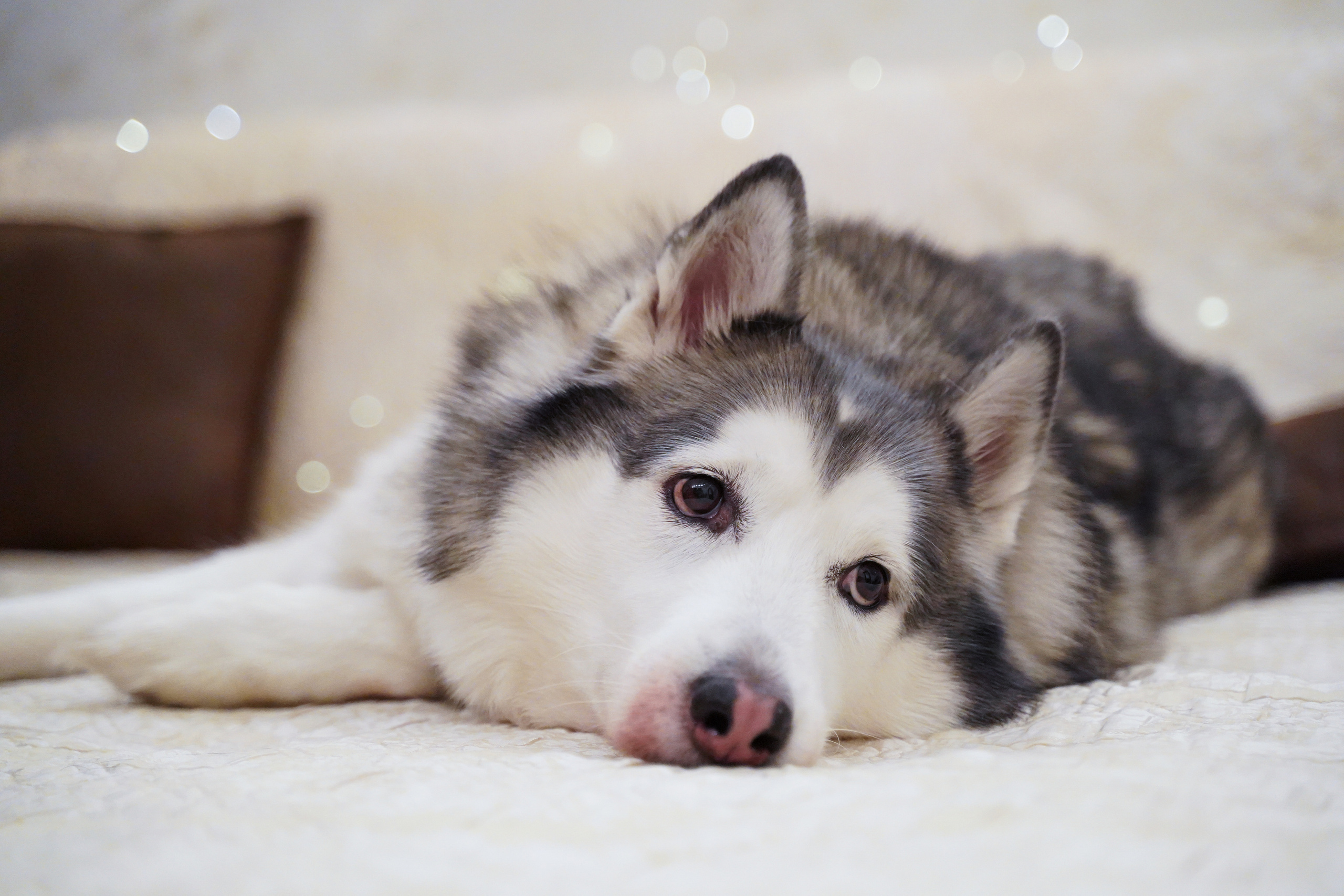 Надточеевы. Фотограф Александра Луць