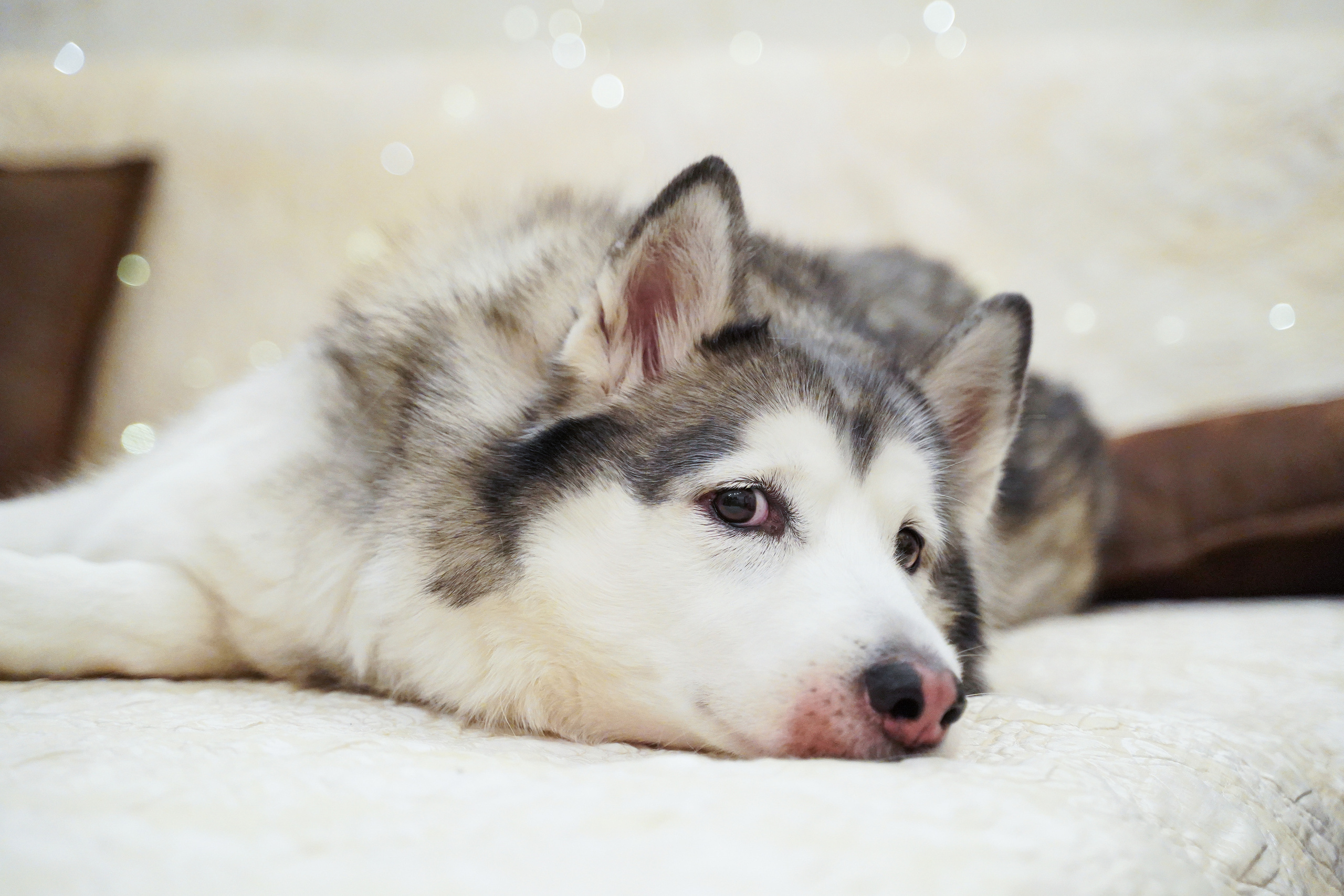Надточеевы. Фотограф Александра Луць