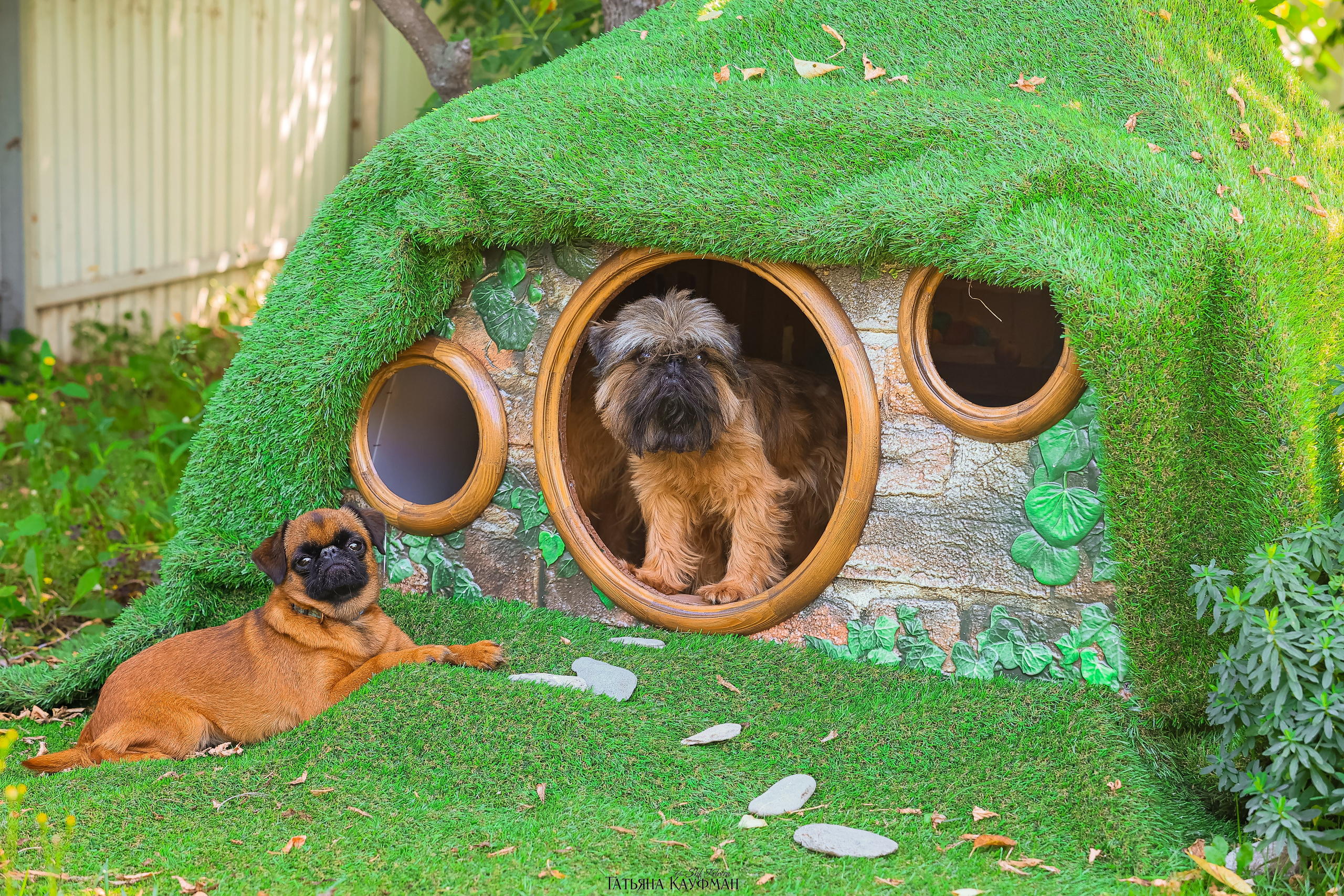Домик для хоббитов, фотозона, властелин колец, шир, хоббиты, гномы, брюссельский гриффон, малый брабансон, фотосессия, ручная работа, фотограф анималист, фотограф Новосибирск
