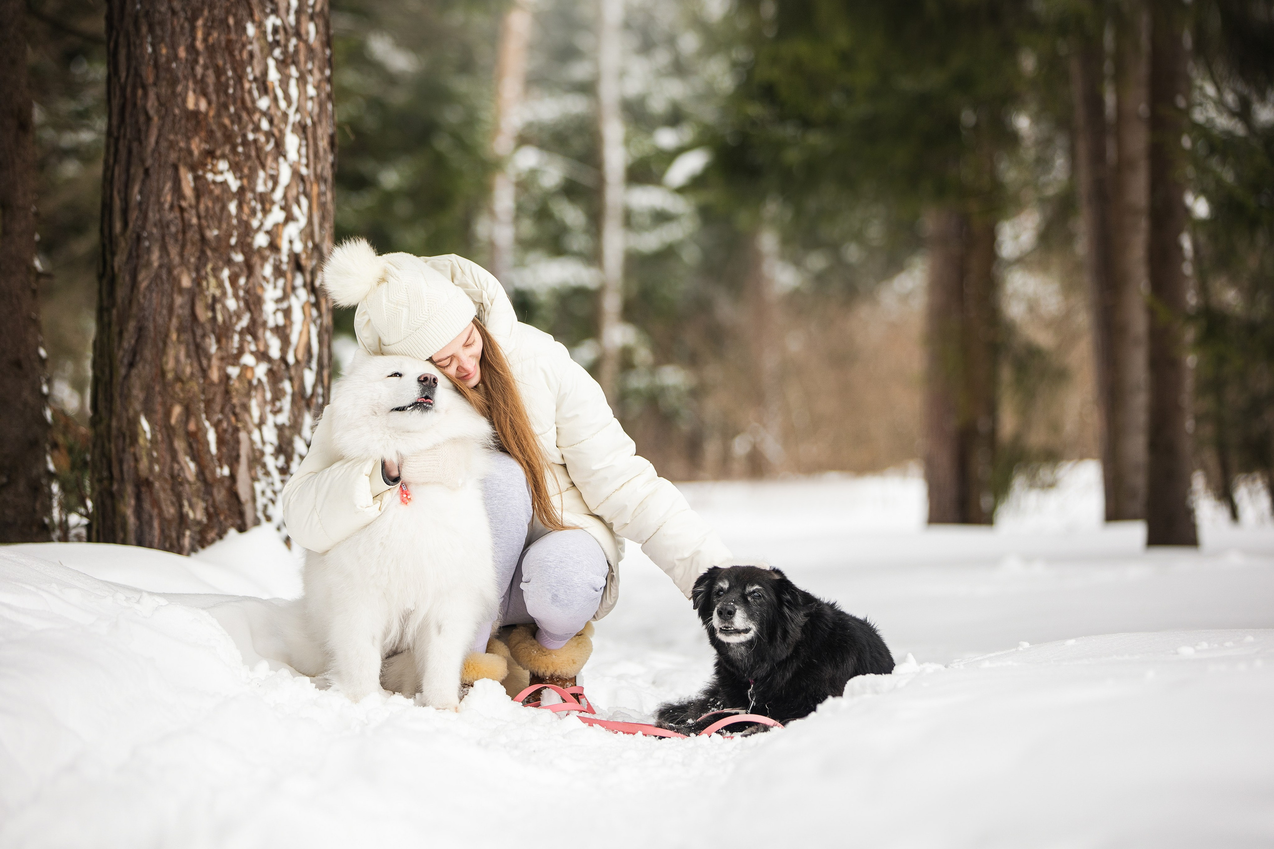 Валя, Варя и Лада. Фотограф анималист в Москве Майорова Евгения