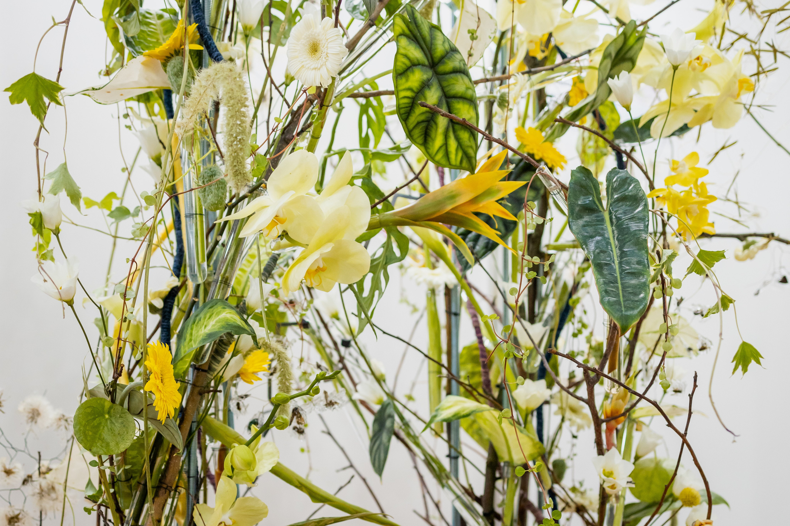 Цветы-Экспо 2025. Фотосессии и репортаж — Фотограф в Москве — Рина Серёгина