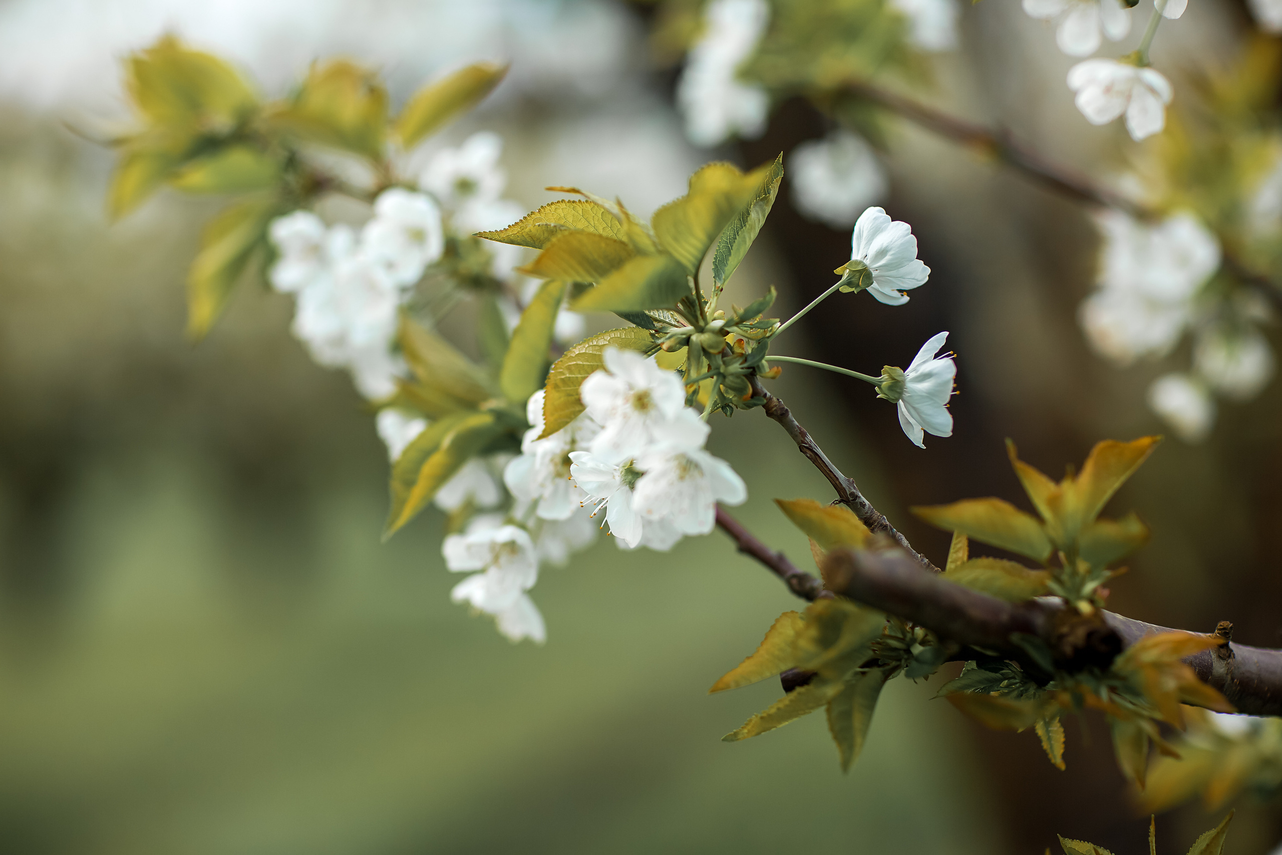 День Победы. Свадебный и семейный фотограф/видеограф в Краснодаре Наталья Осинская