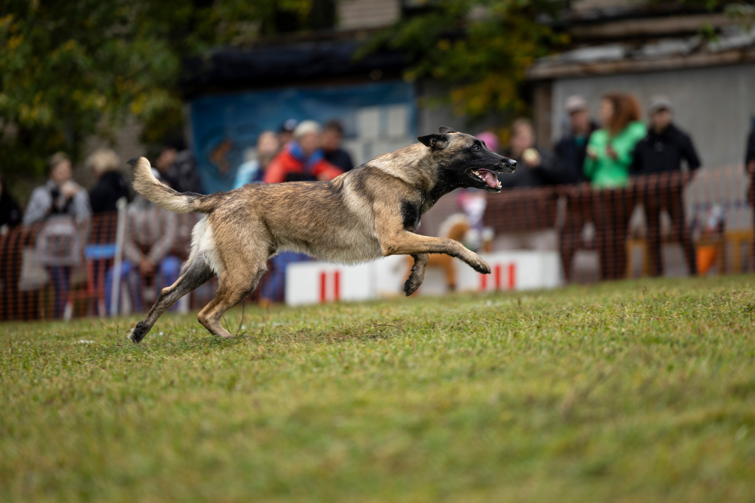 Испытания по Мондьорингу г. Пушкин. Фотограф-анималист Анна Маринич