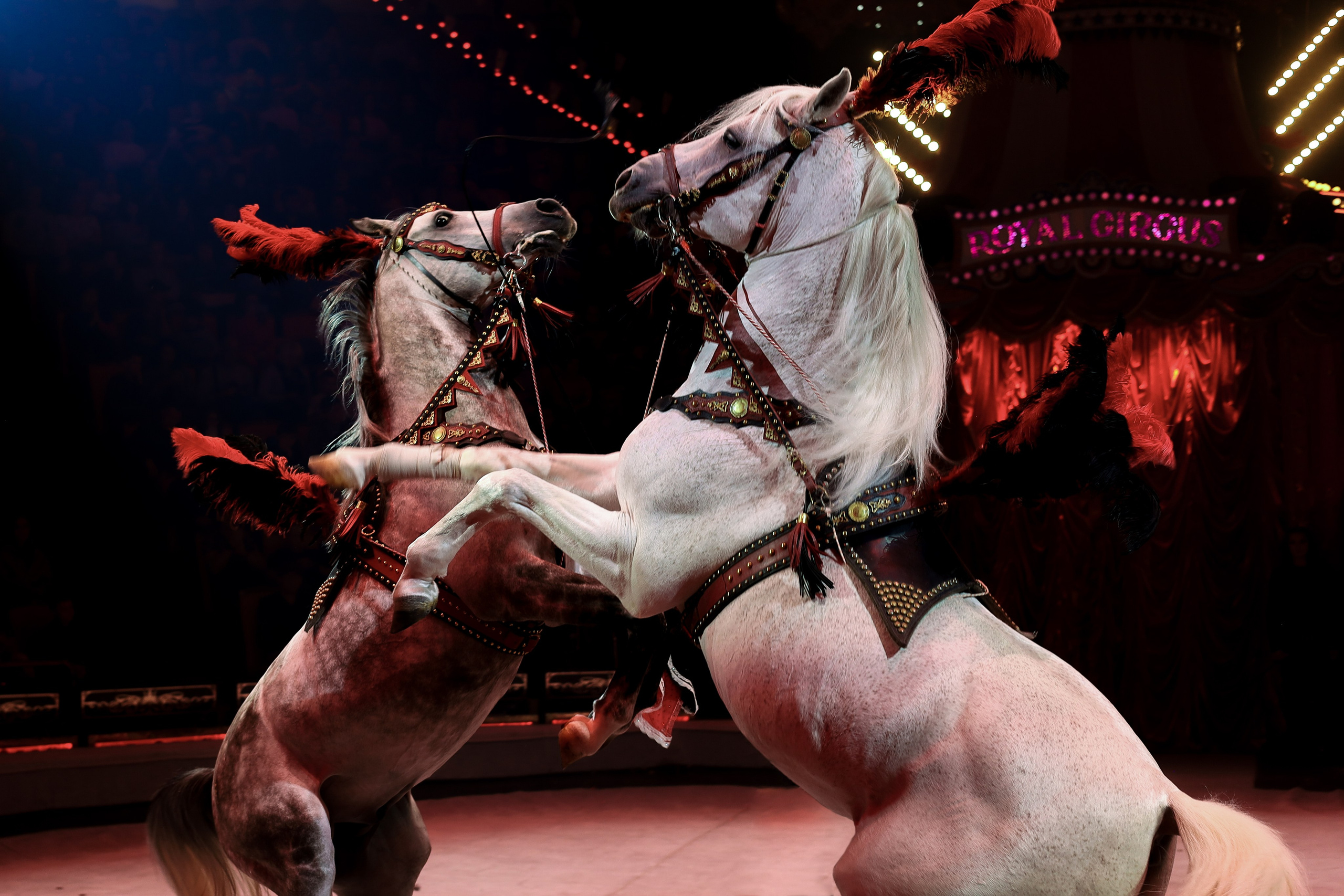 Фестивали и репортаж. Детский сказочный фотограф Ярославль