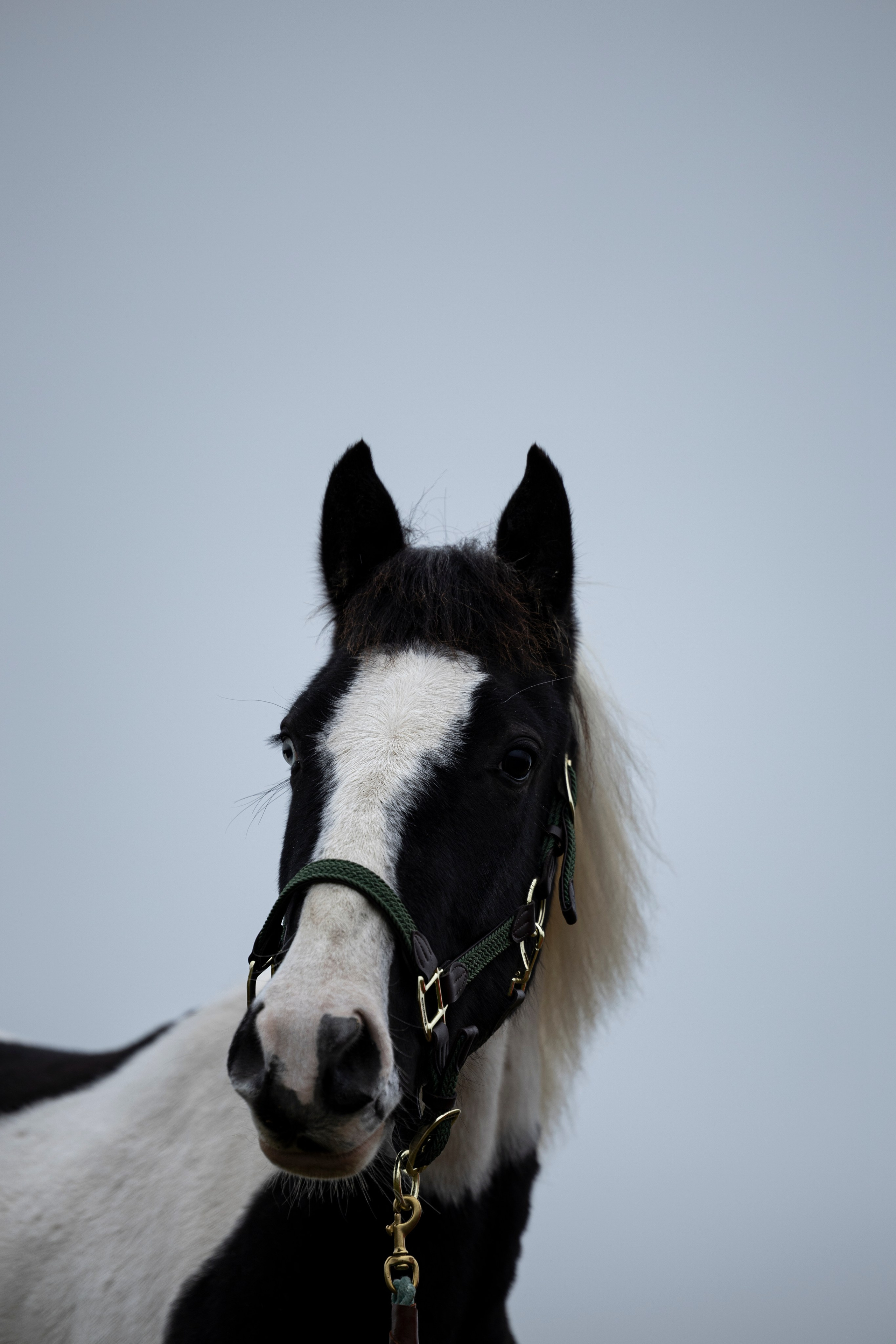 Дракарис и Кейси. Фотограф-анималист Анна Маринич